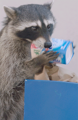 Mentos-Racoon_9x16-Thumbnail.gif