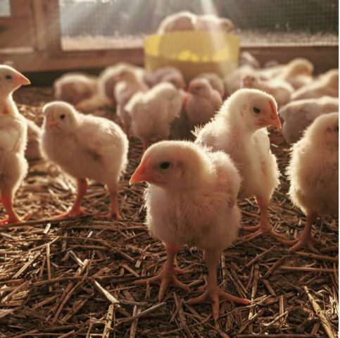 Baby Chicks in Outdoor Brooder.PNG