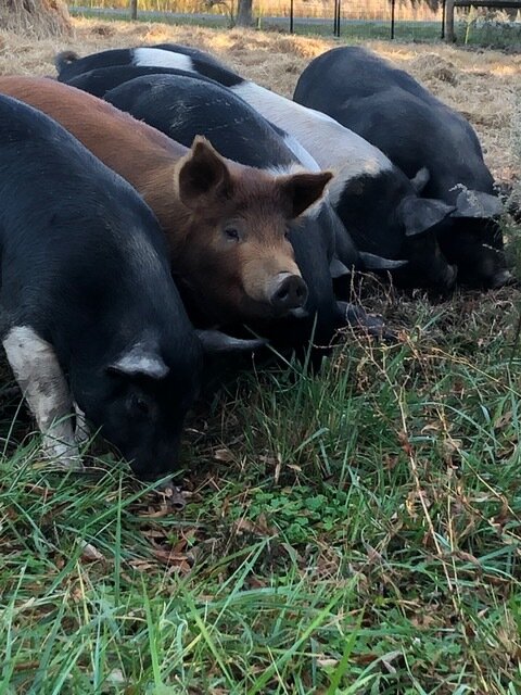 Parker Farms Cattle & Co. Pigs.jpeg