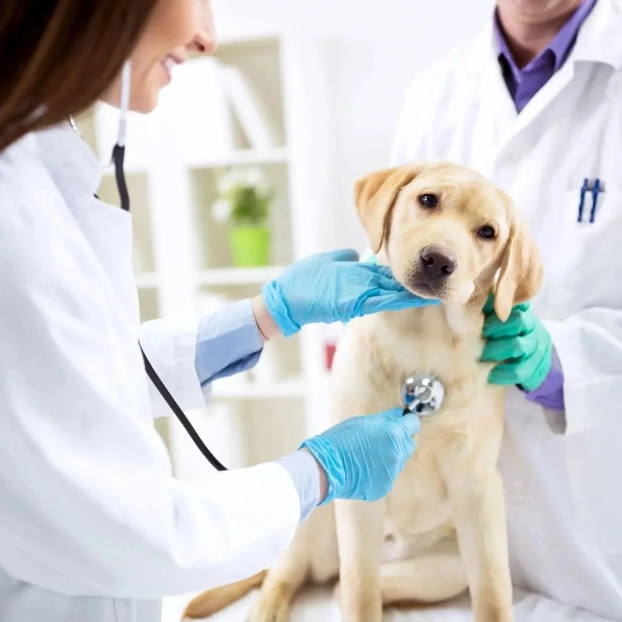 Veterinary Essay Competition