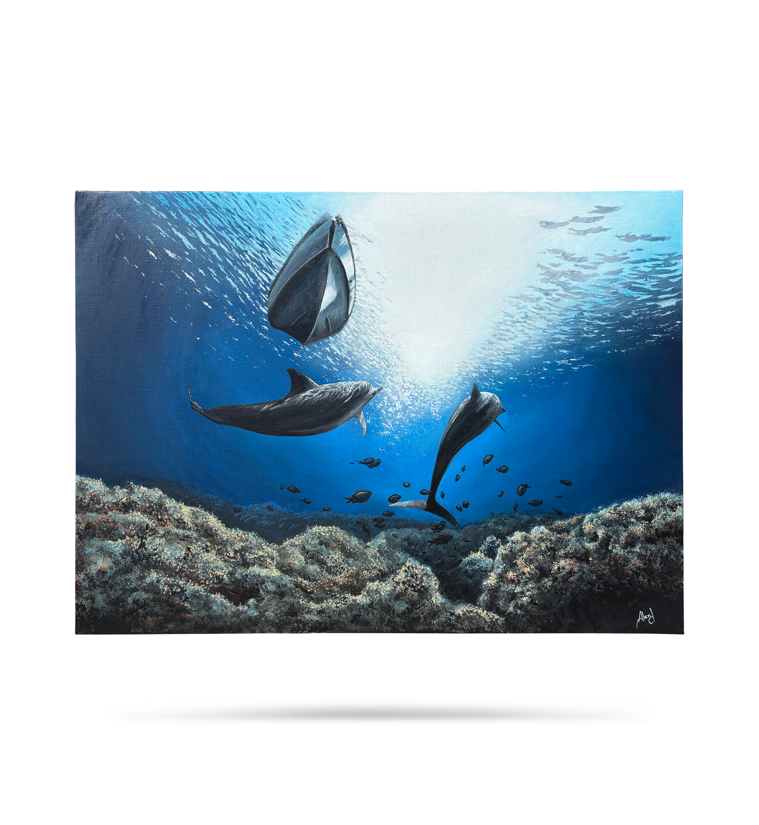 PNG_Quiet gaze_Alexdpicture.png