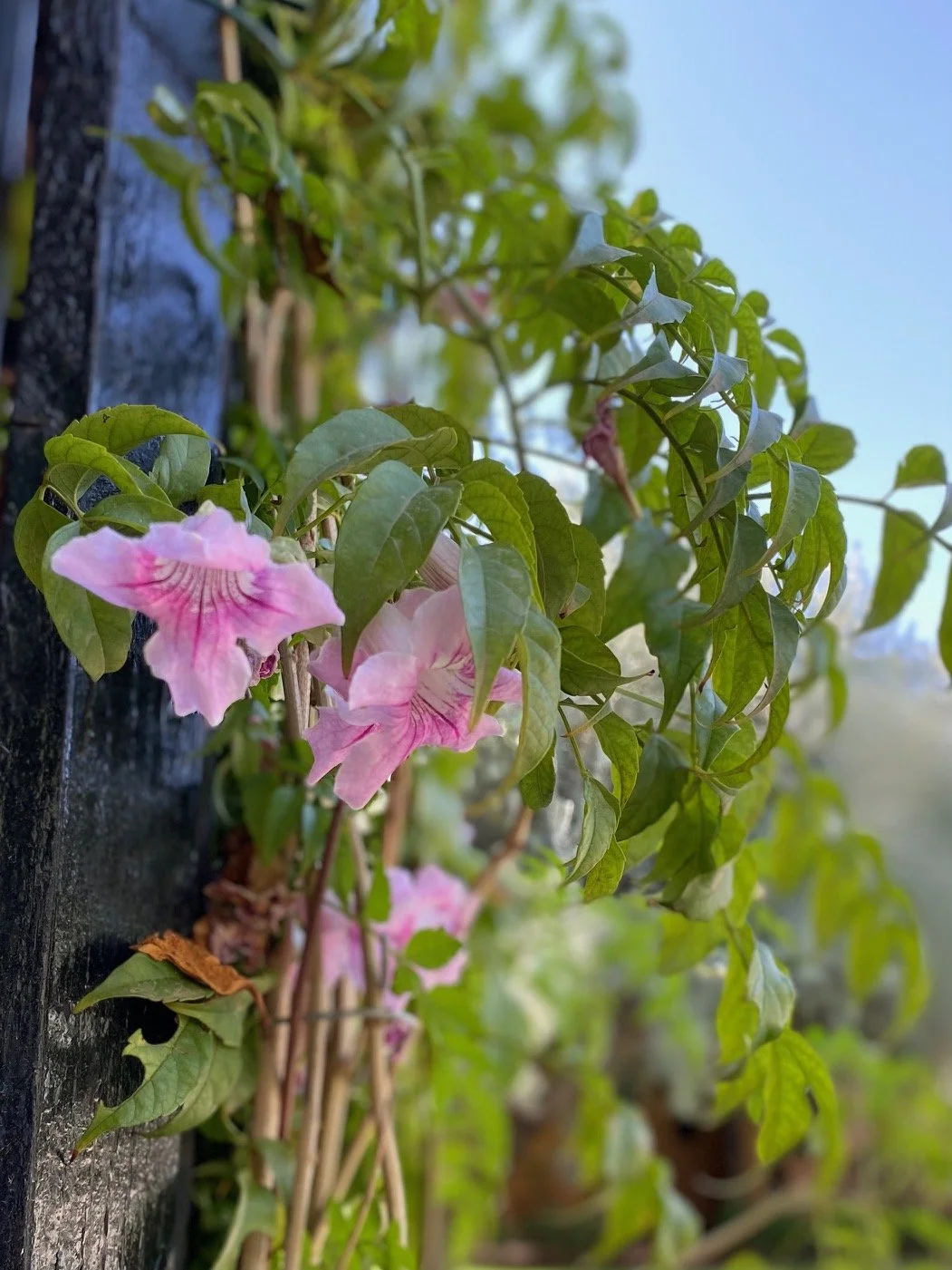 IMG_5665.jpeg