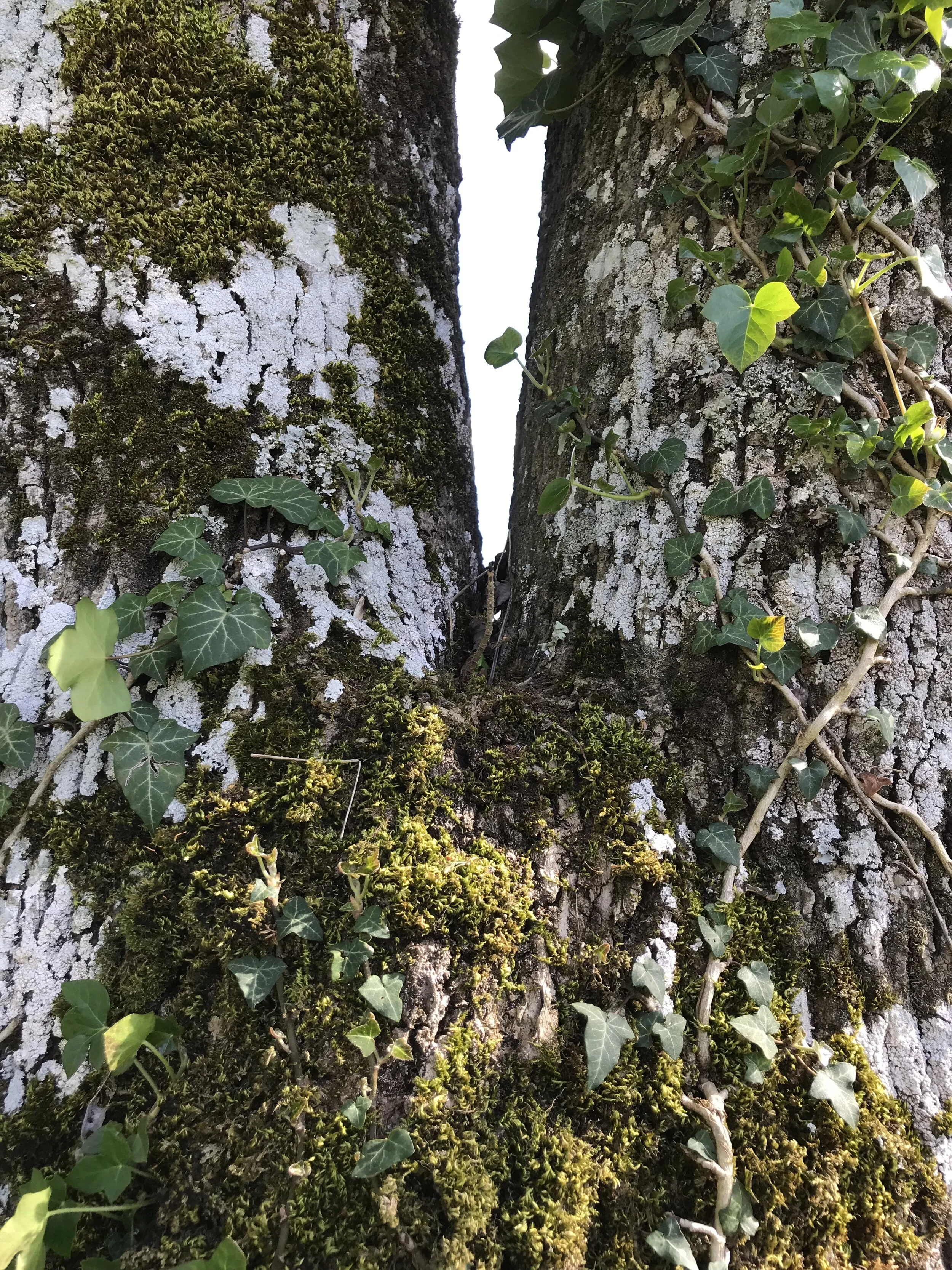 Être vivante, méditer, créer...  