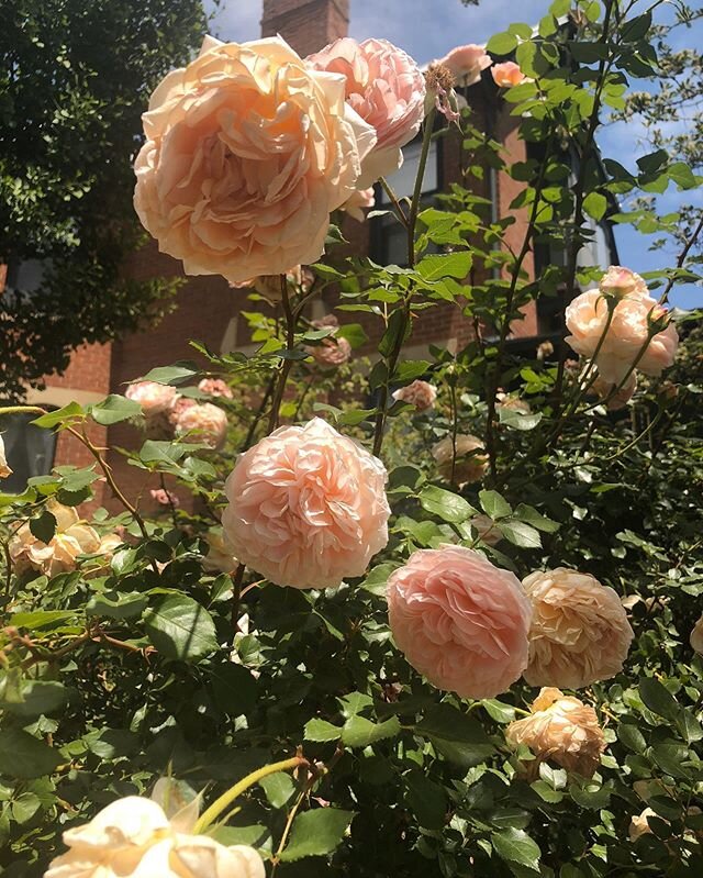 Throw back to last years friendly neighborhood roses. Can hardly wait to put my masked nose in one of these baddies this summer.