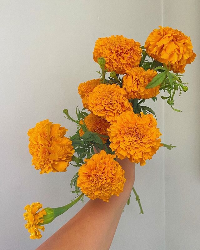I happened to have these on hand this morning when we found out one of our neighbors had passed away. Marigolds have long been one of my favorites and I often relate them to sunshine and warmth, but am reminded today that they are also a beautiful sy