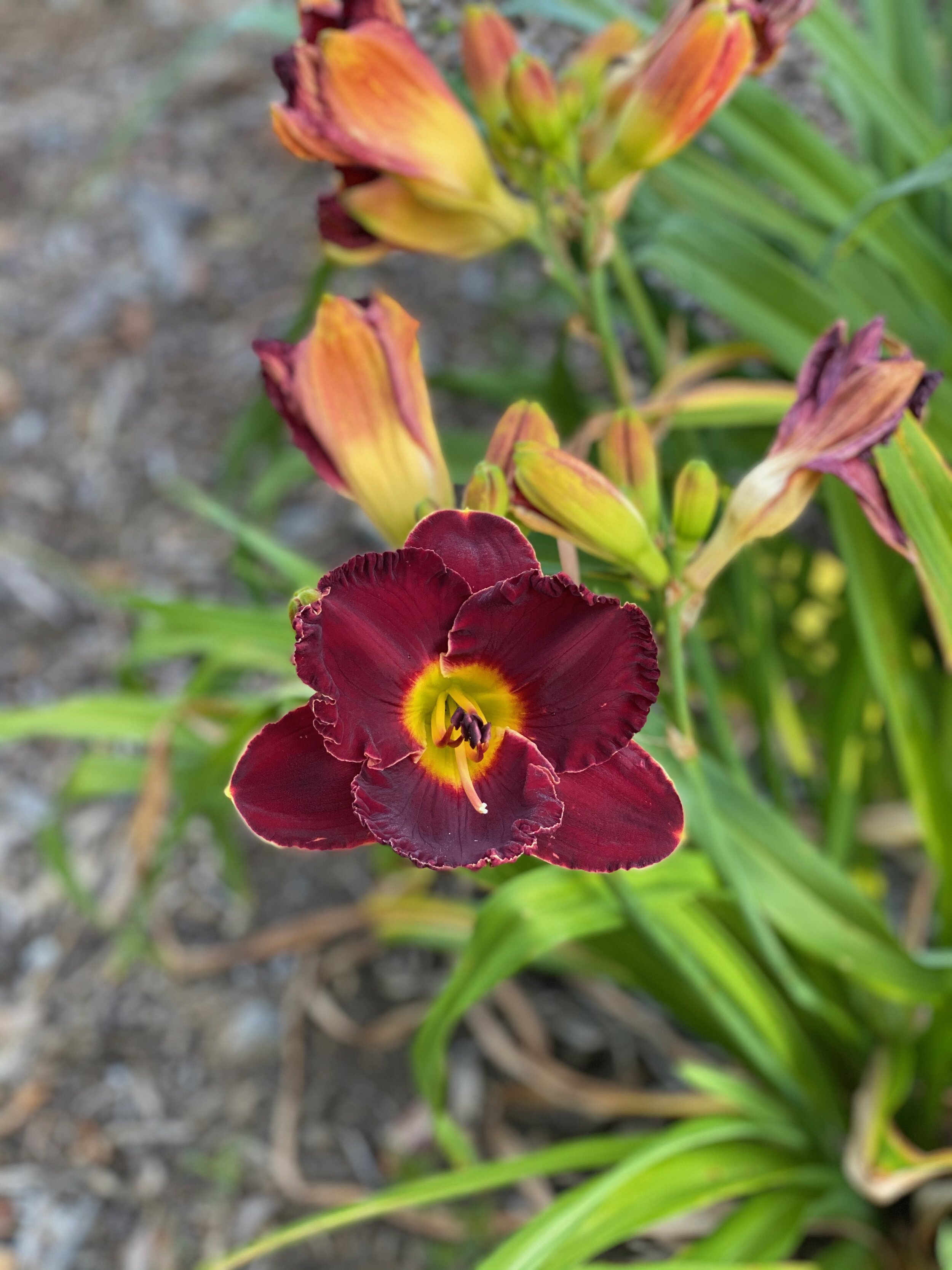 IMG_3996.jpeg