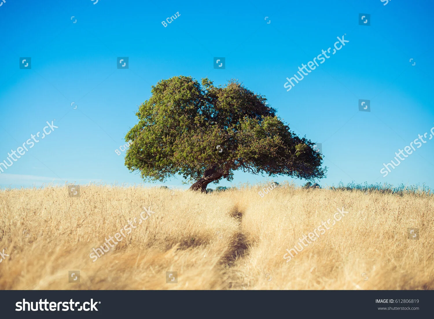 stock-photo-a-single-tree-on-top-of-a-hill-in-california-s-briones-regional-park-612806819.jpg