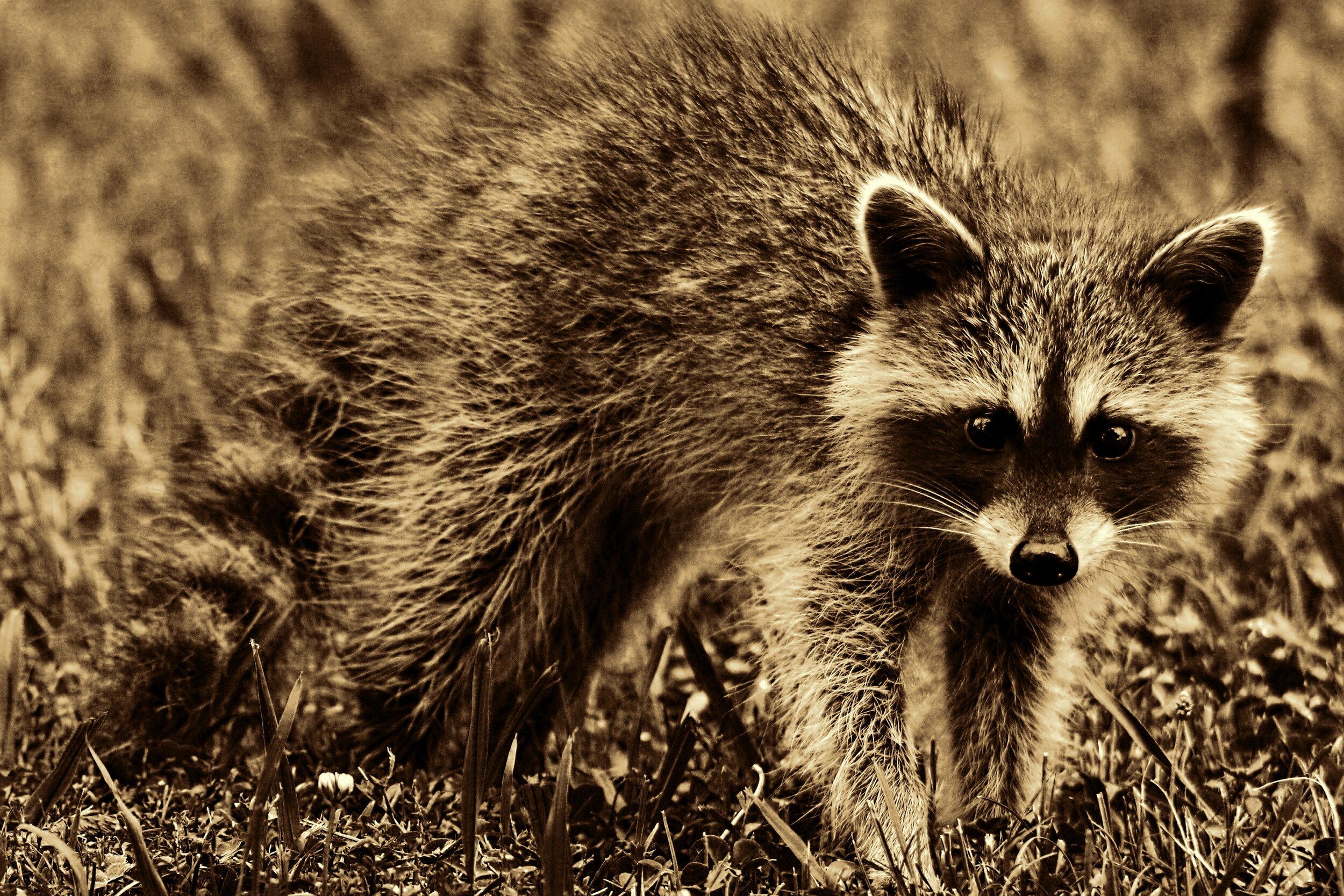 animal-black-and-white-close-up-289565.jpg