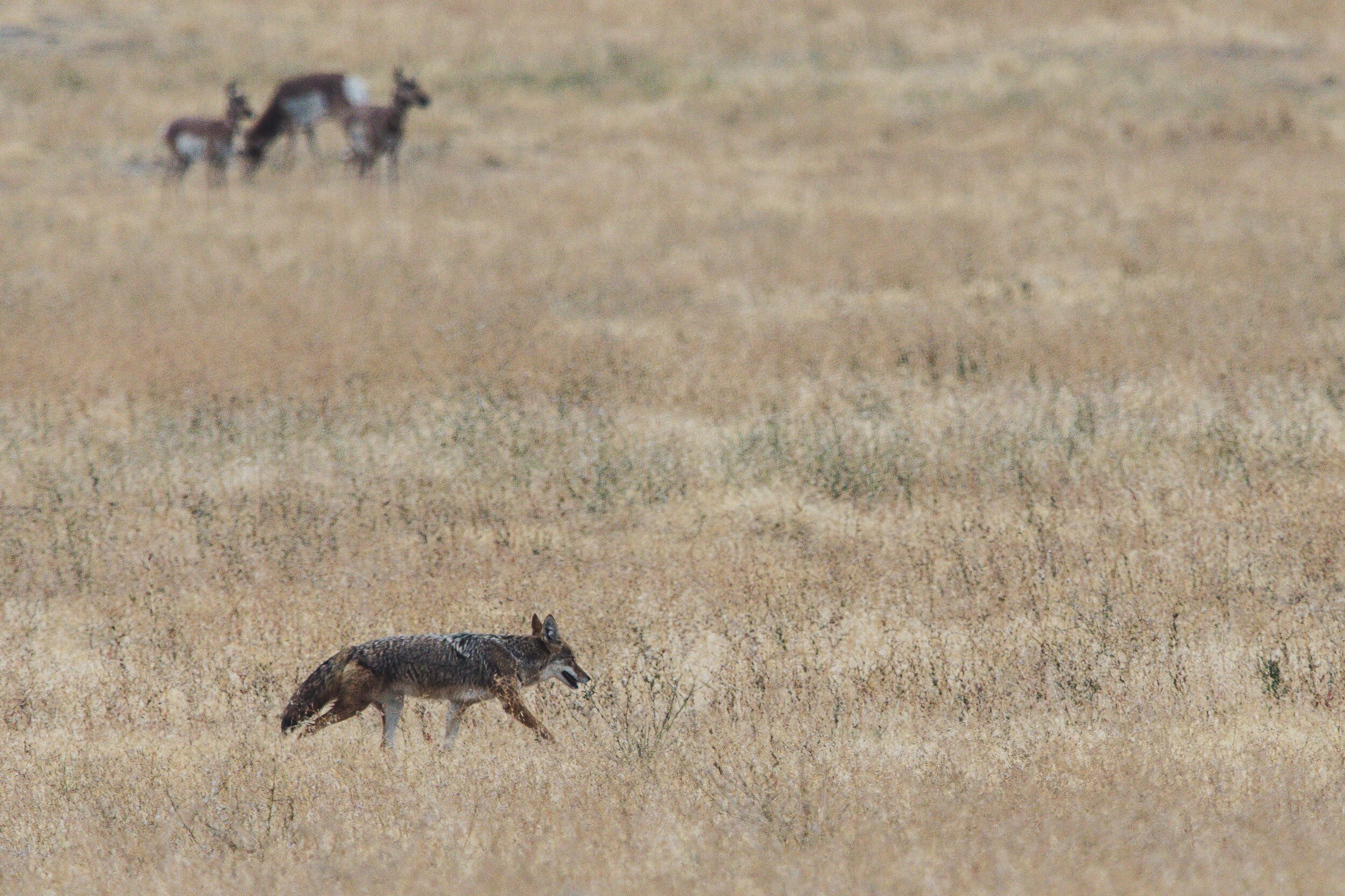animals-antelope-coyote-1581020.jpg