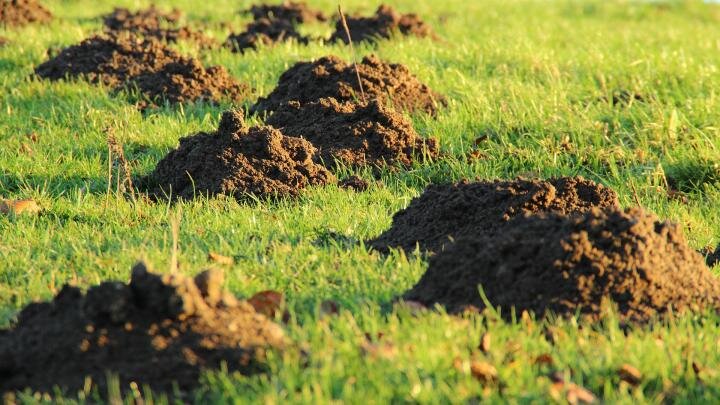 Mole Control Secrets From a Professional