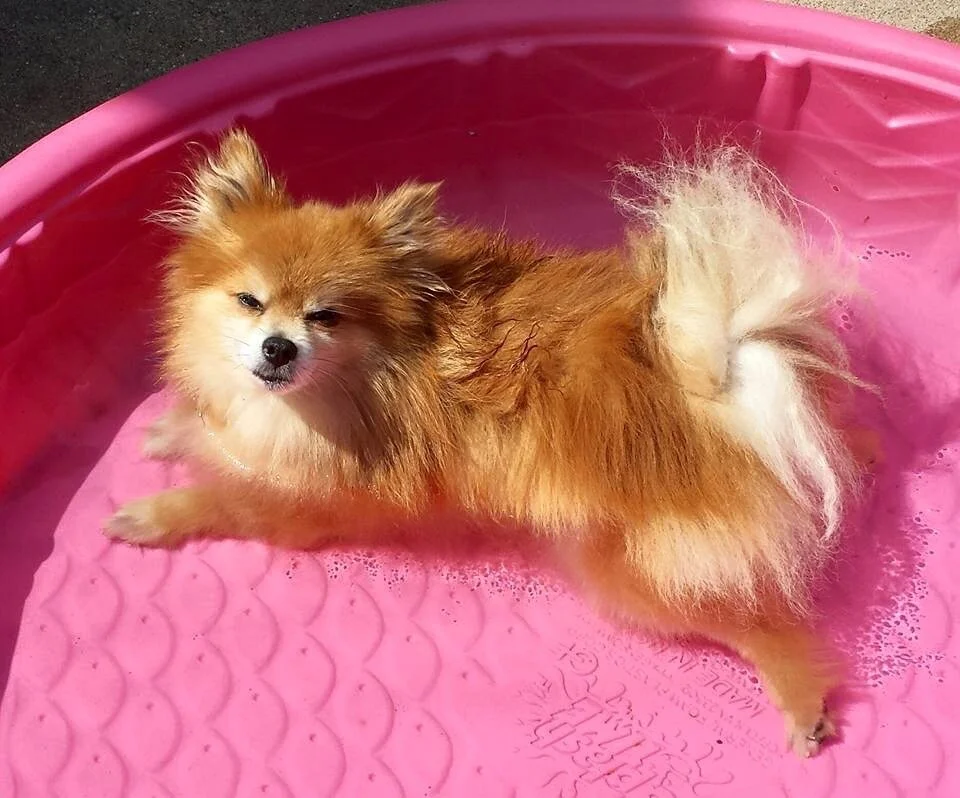 I Almost Killed My Dog
