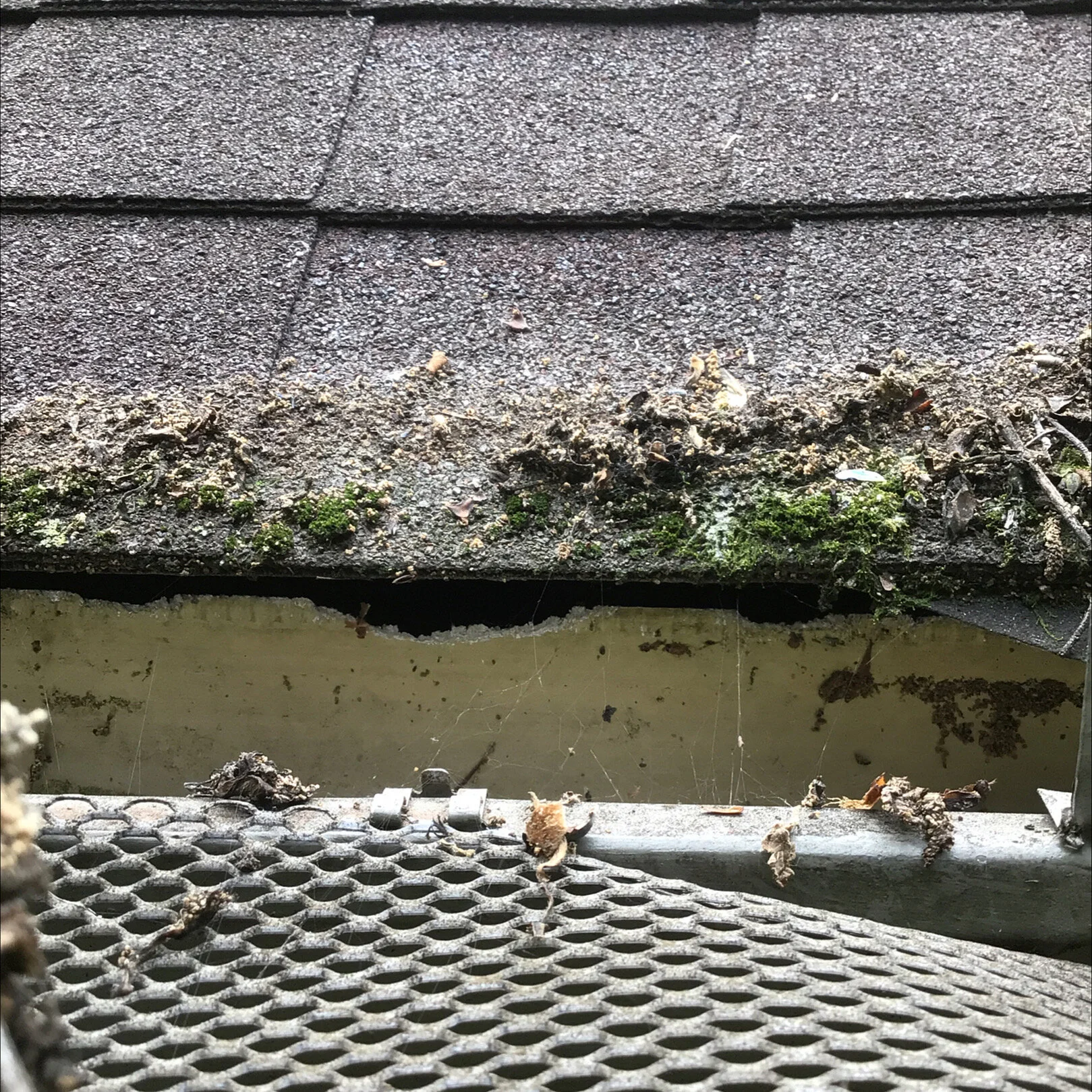 Jim's Squirrel Battle - How NET Syndrome is hurting our community