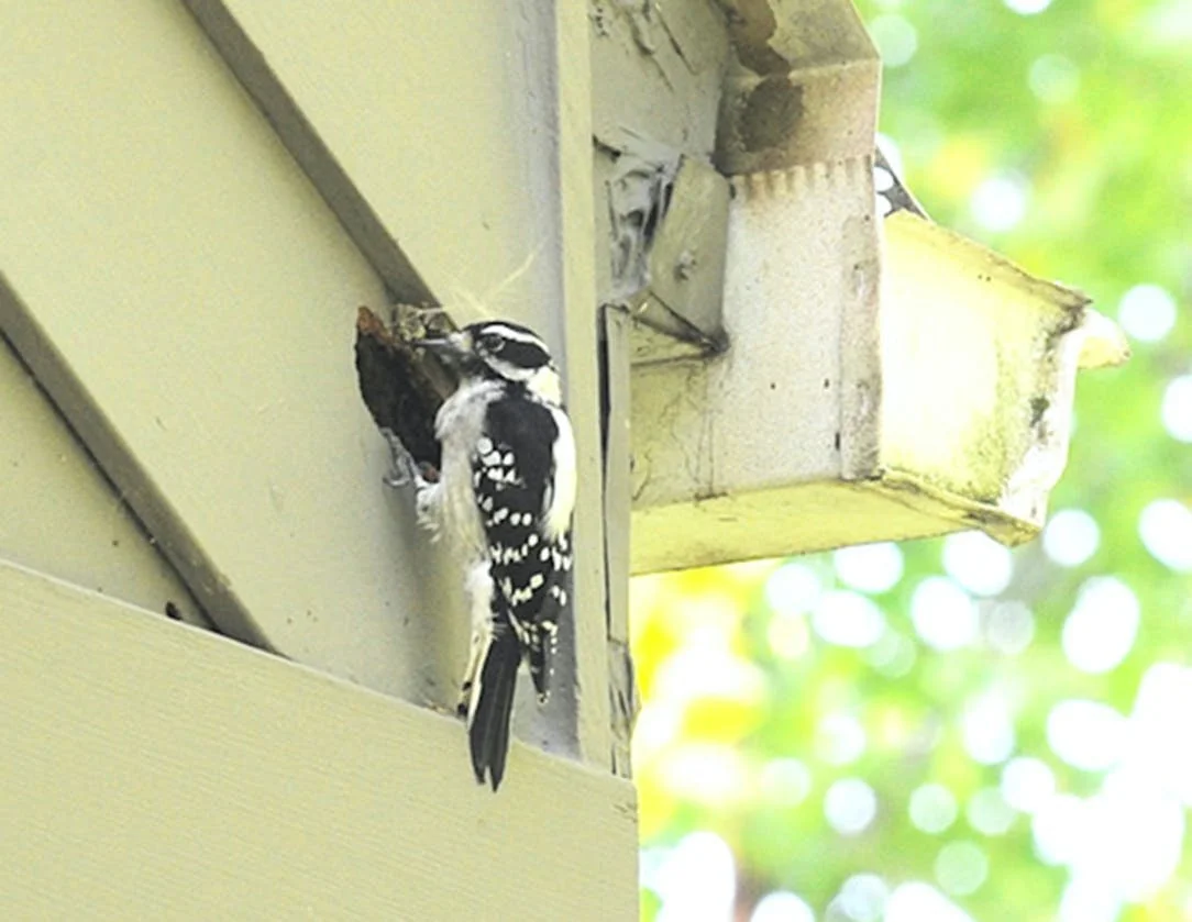 How To LEGALLY #UnAlive a Woodpecker