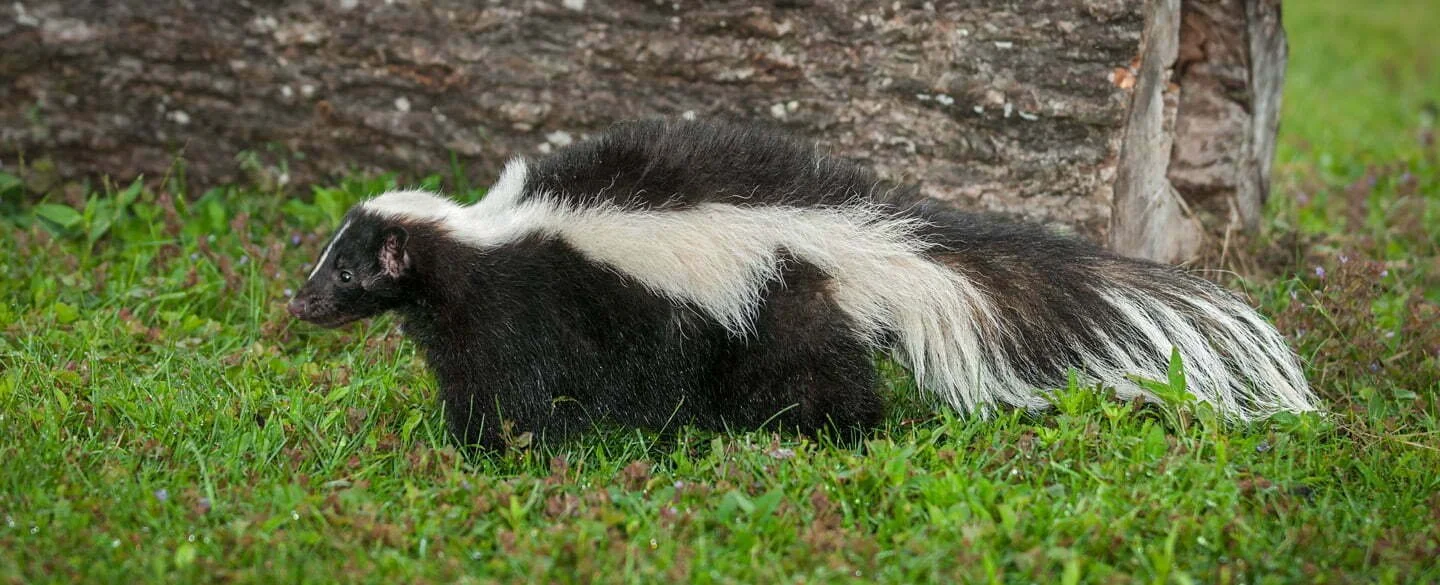 Pepe LePew is On The Prowl