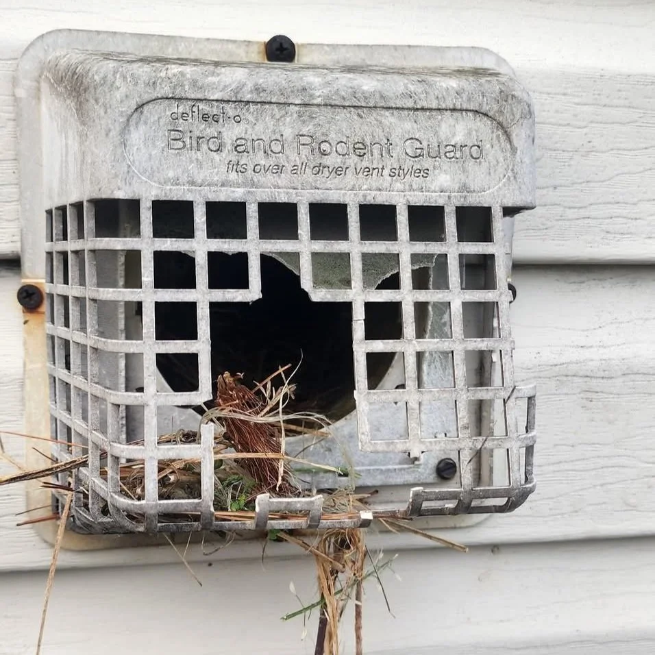 How a Simple Mistake Trapped Birds, Invited Maggots, and Cost a Family Thousands