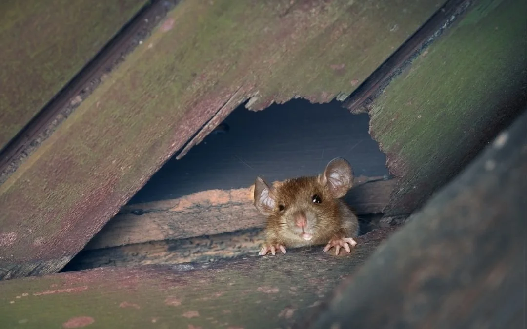 🐭 Preventing Mouse Access in Your Home This Winter