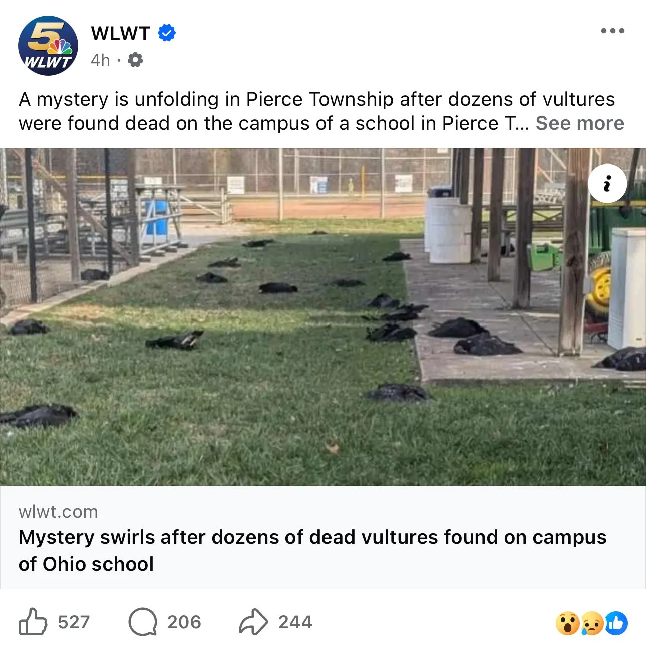 What To Do If You Find Dead Birds on Your Property (And Why It Matters More Than You Think)