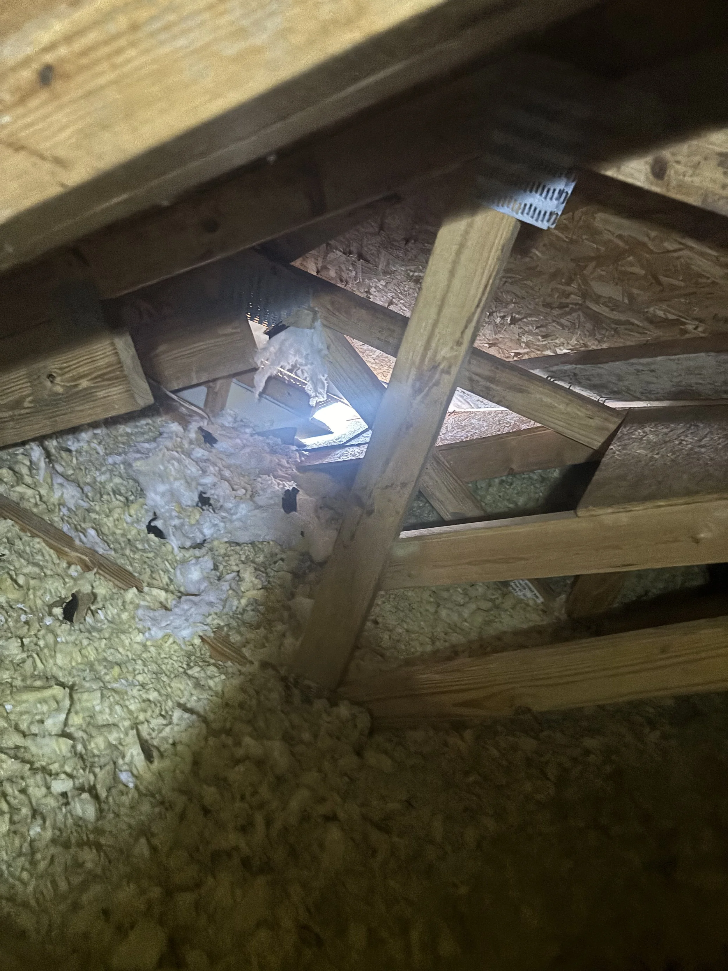 Squirrel Removal in Loveland - 04 Feb 2026