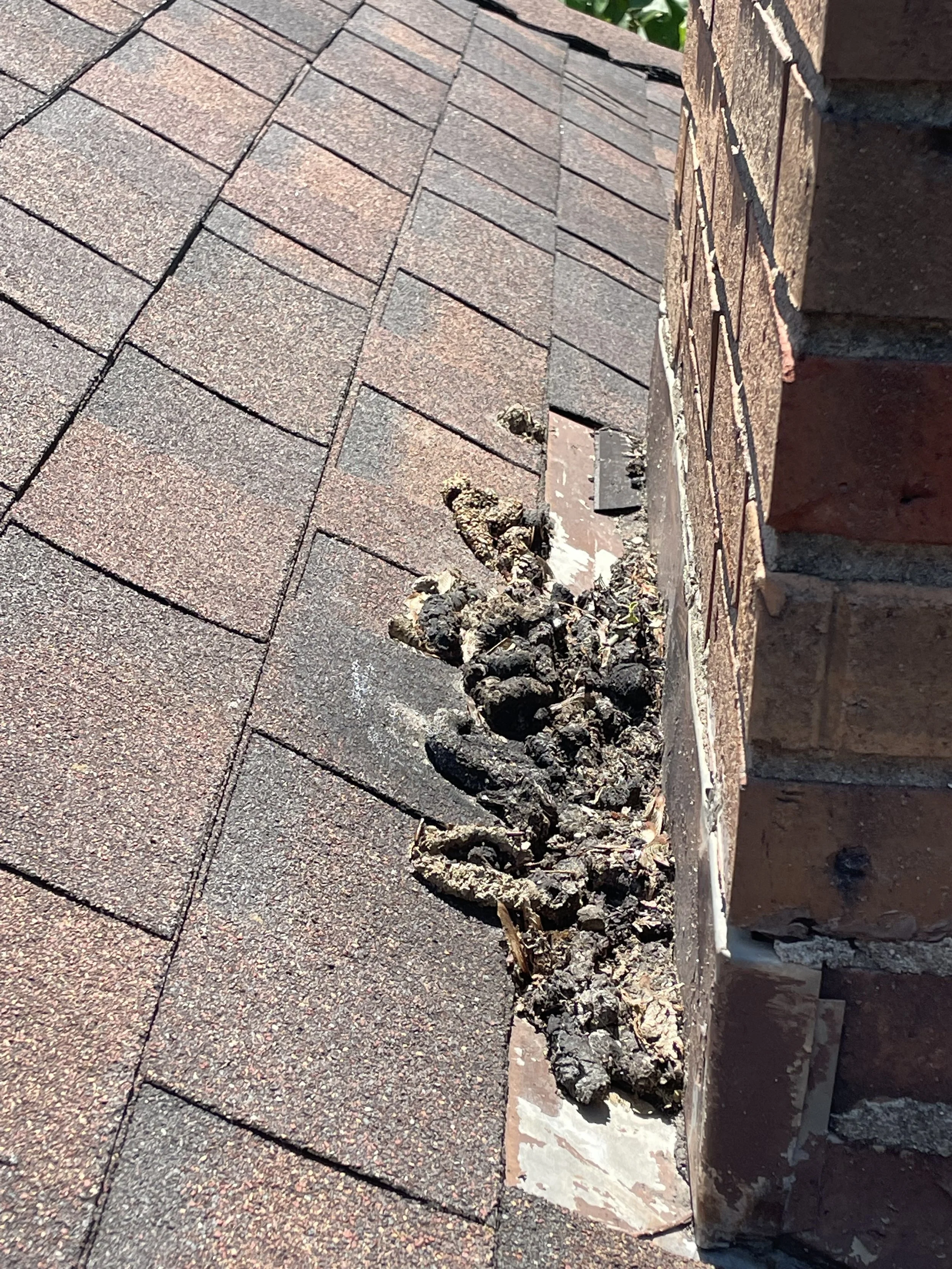 Raccoon Clean Up in Anderson - 06 Feb 2026