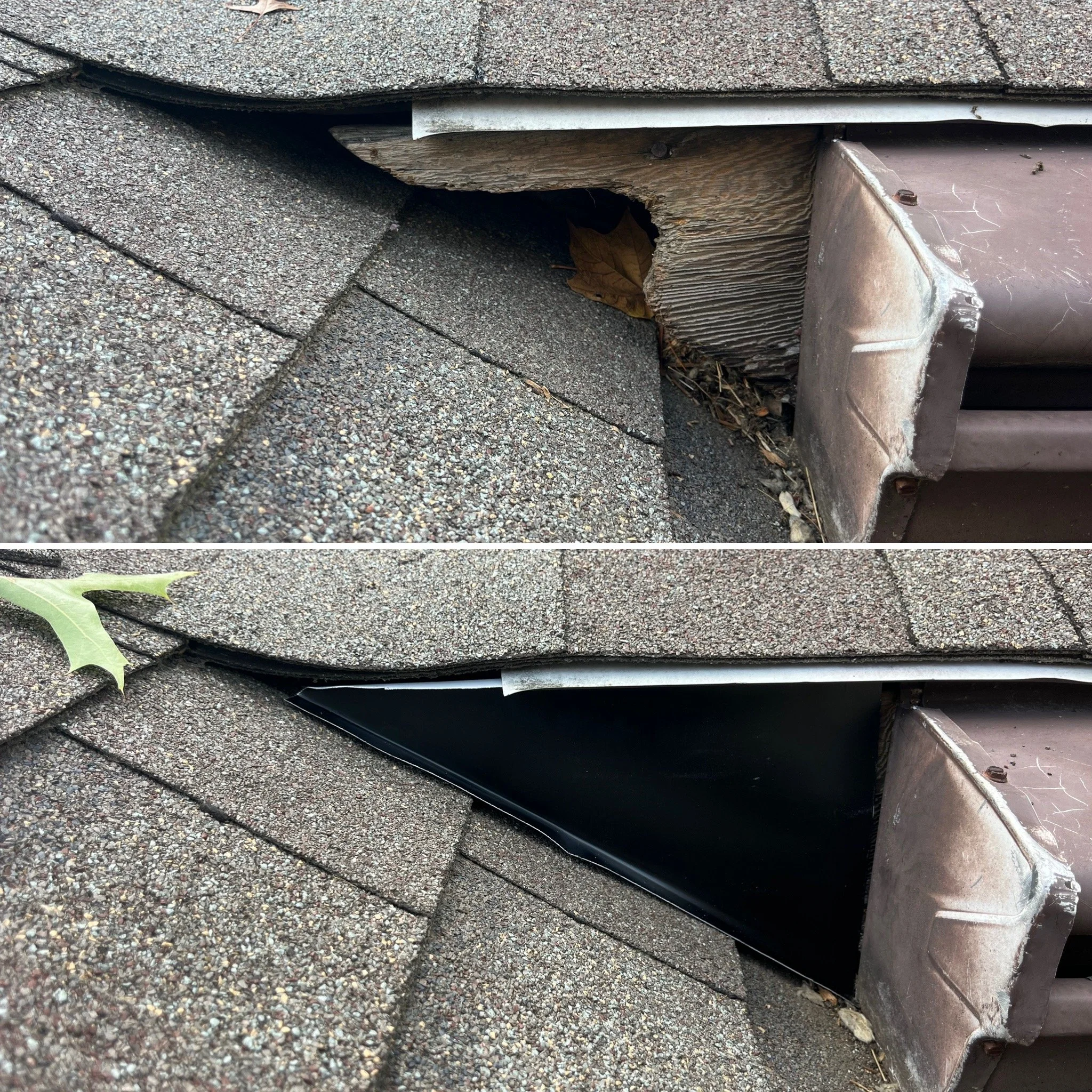 Squirrel Removal in Madeira - 04 March 2026