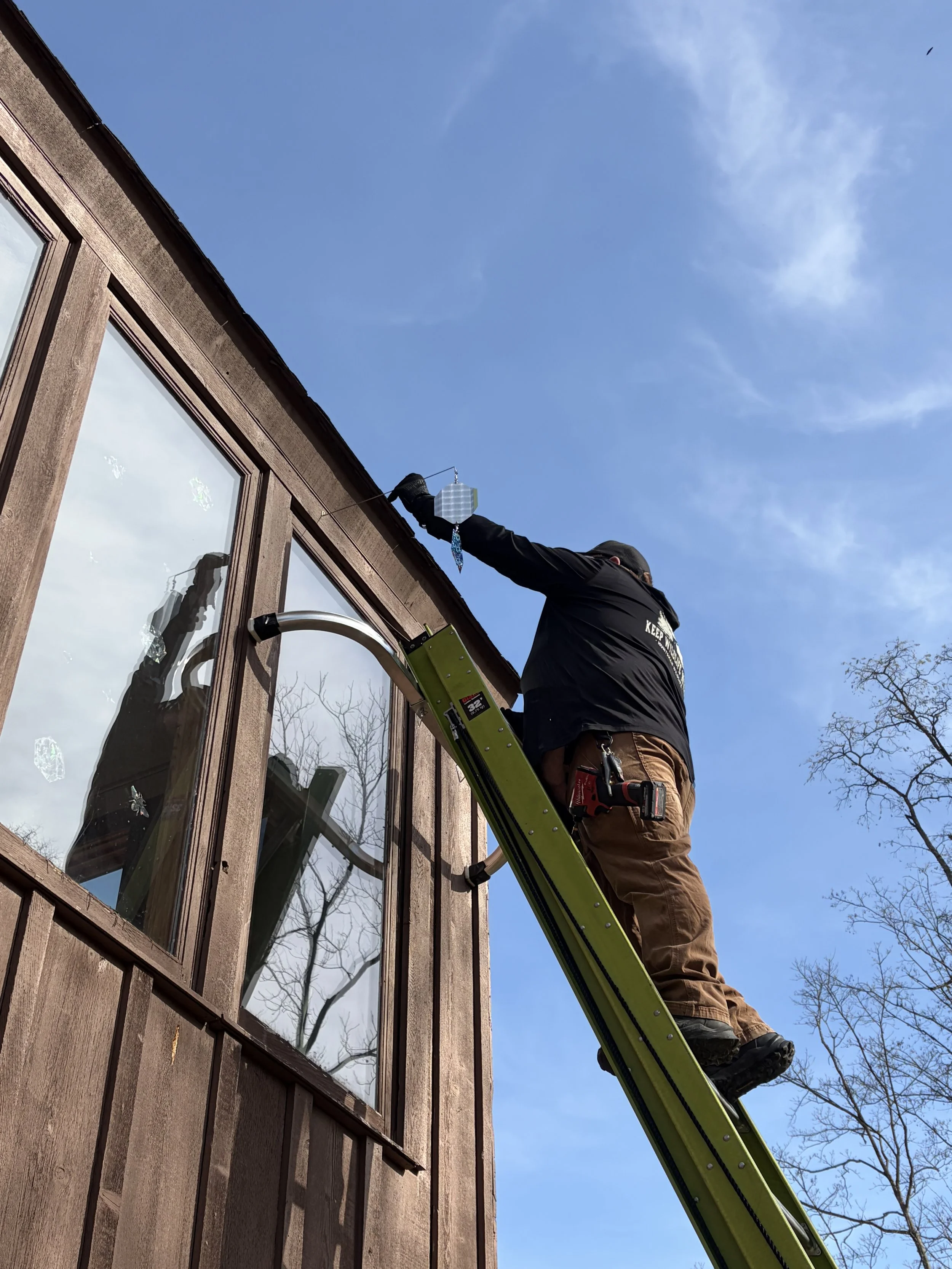 Woodpecker Control in Newtown - 06 March 2026