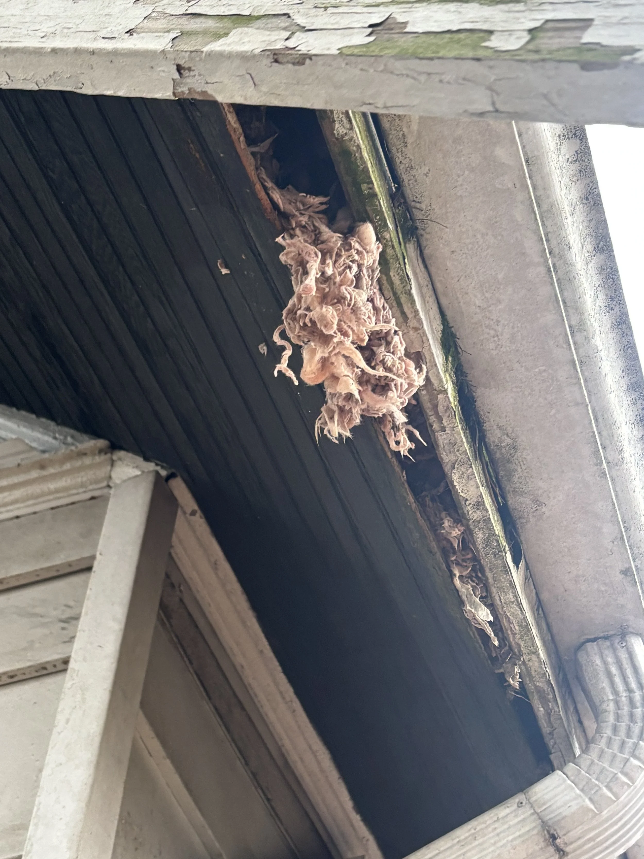 Squirrel Removal in Silverton - 09 March 2026