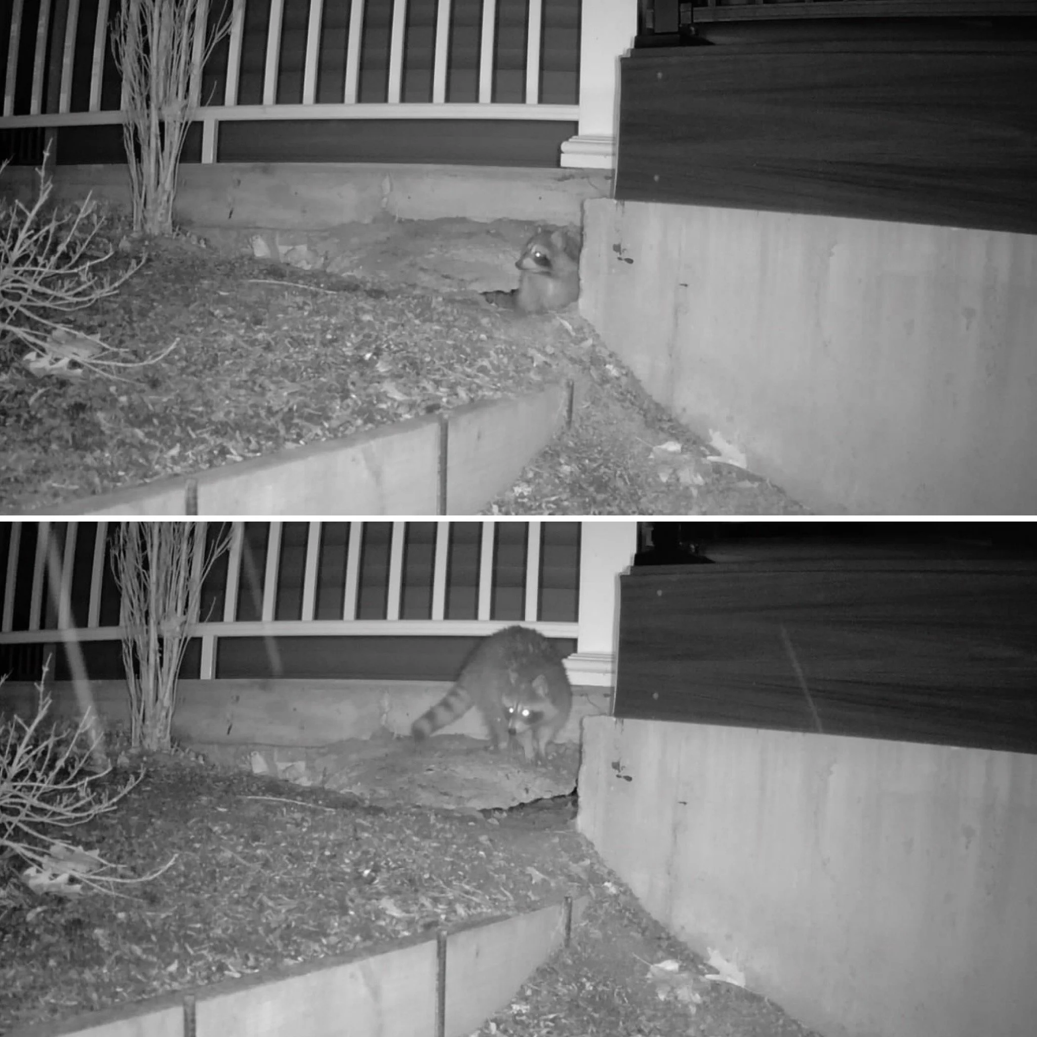 Raccoon Removal in Batavia - 10 March 2026