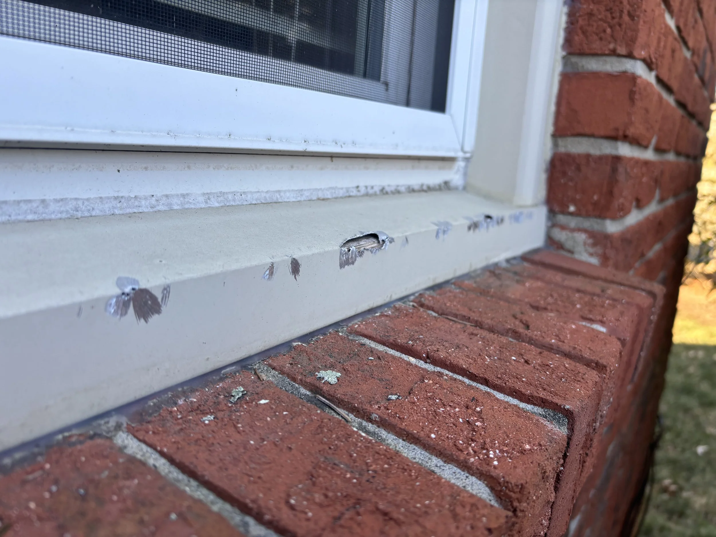 Squirrel Removal in Indian Hill - 11 March 2026