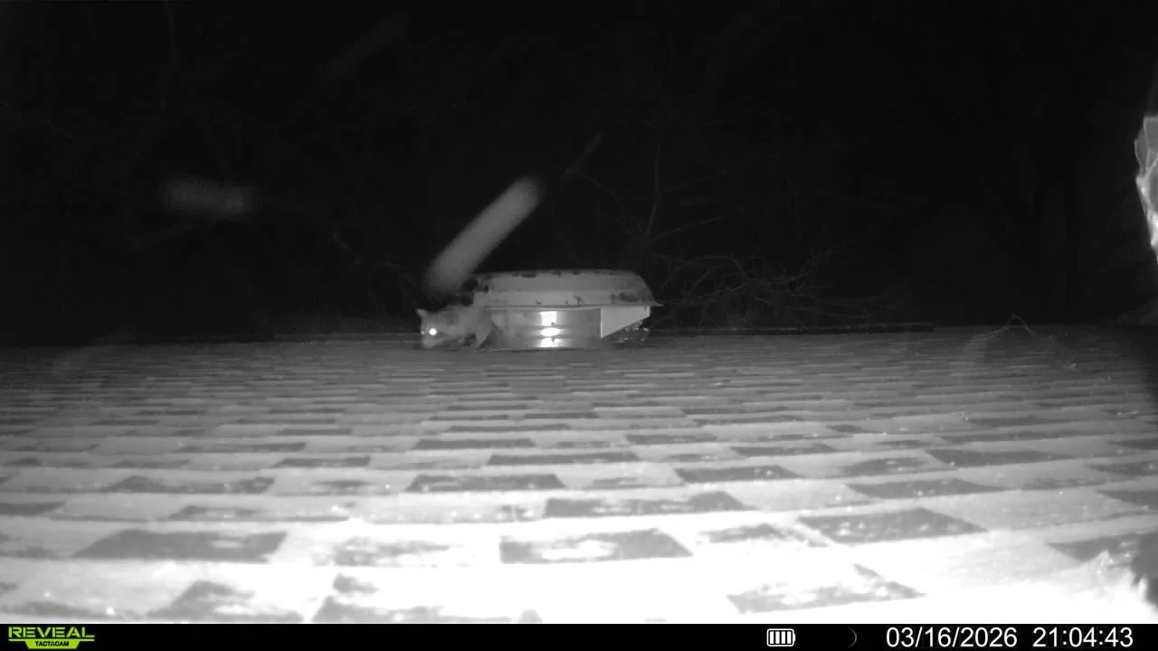Raccoon Removal in Amelia - 17 March 2026
