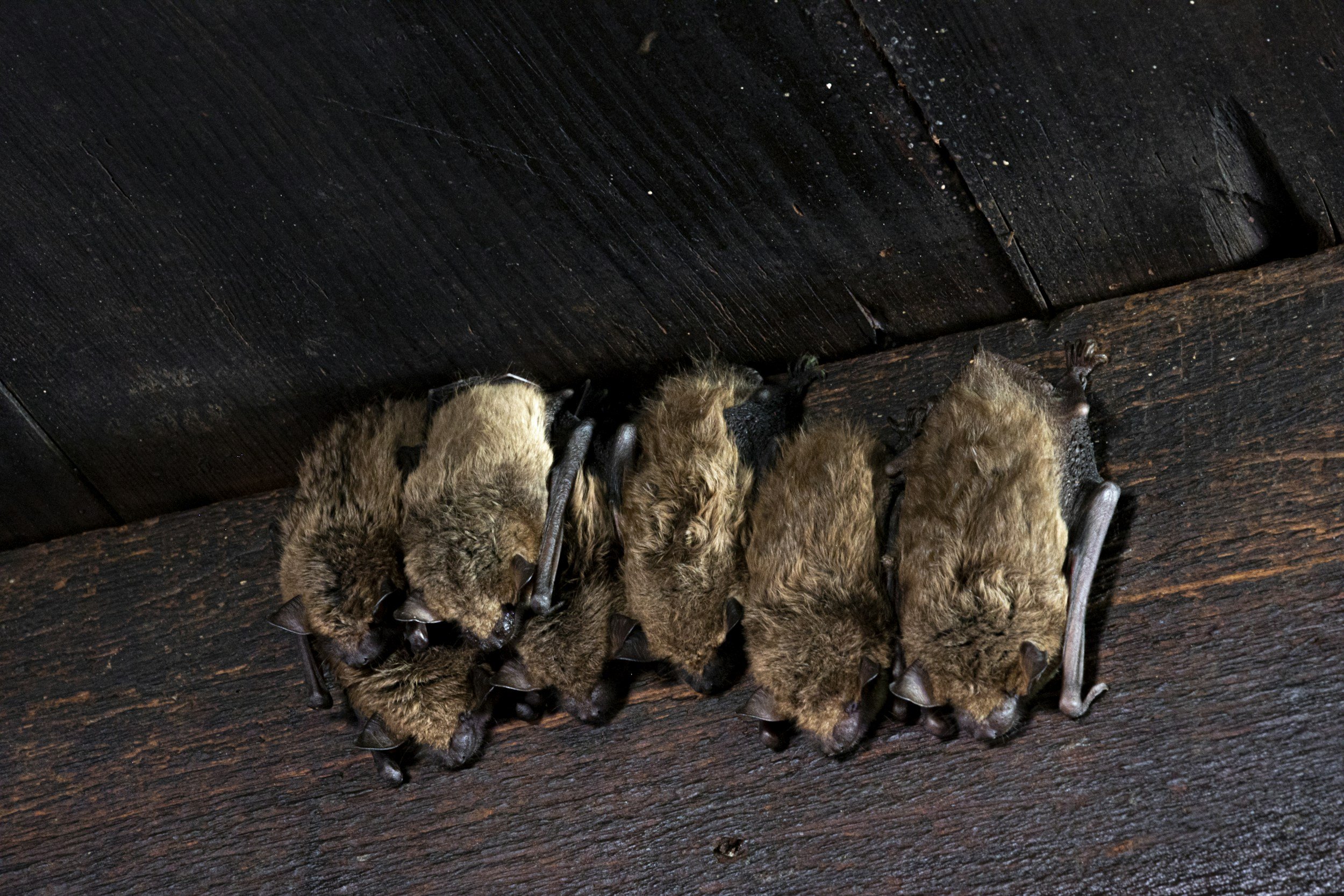 Bat Health Risks