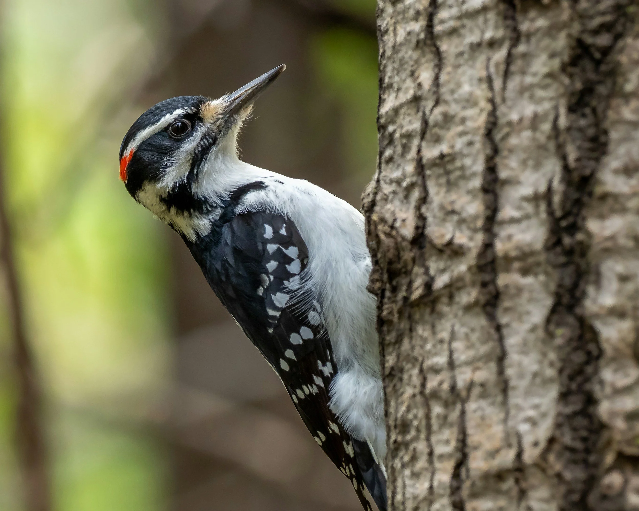Woodpecker Common Access Areas