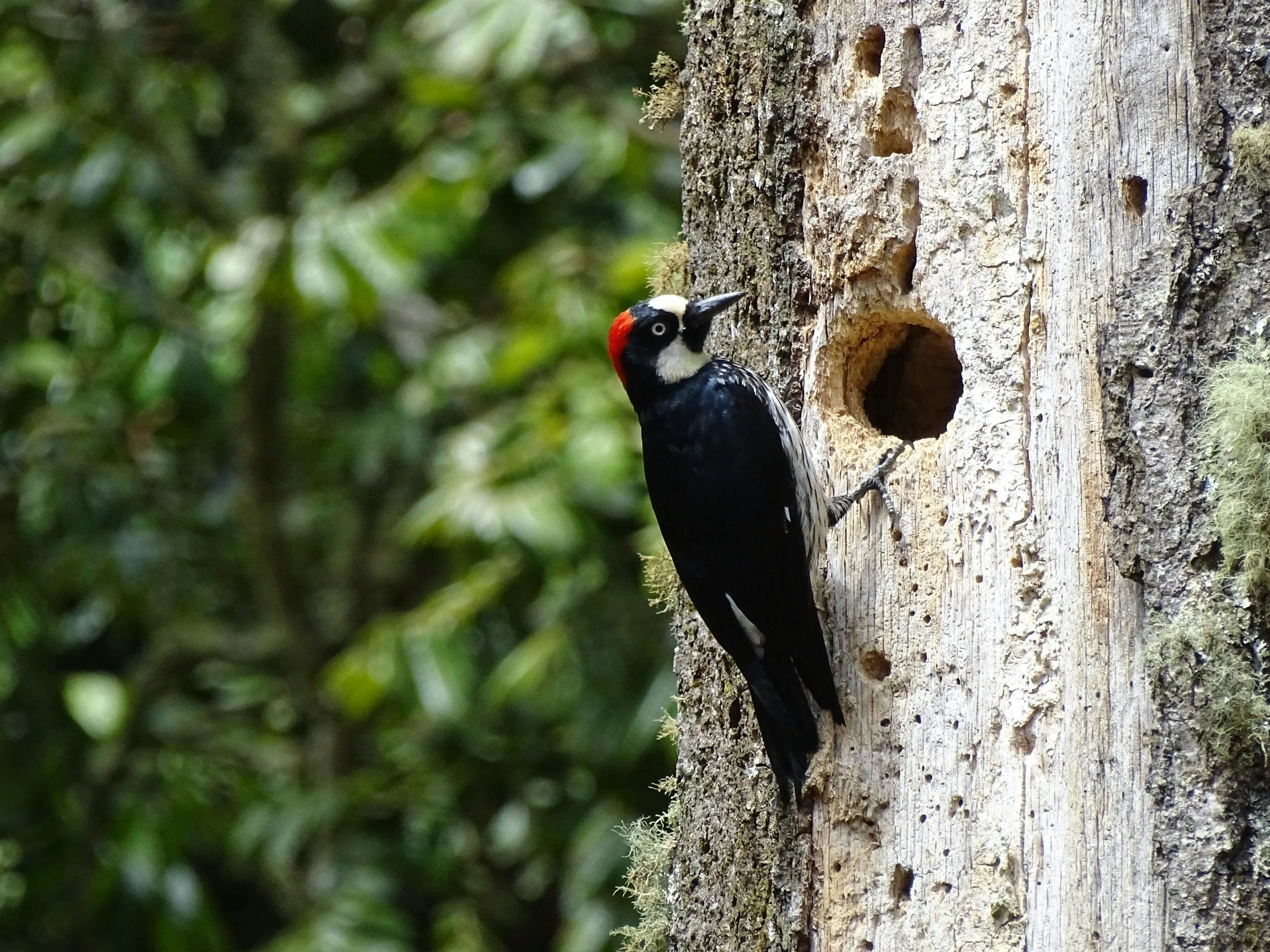 Woodpecker Control