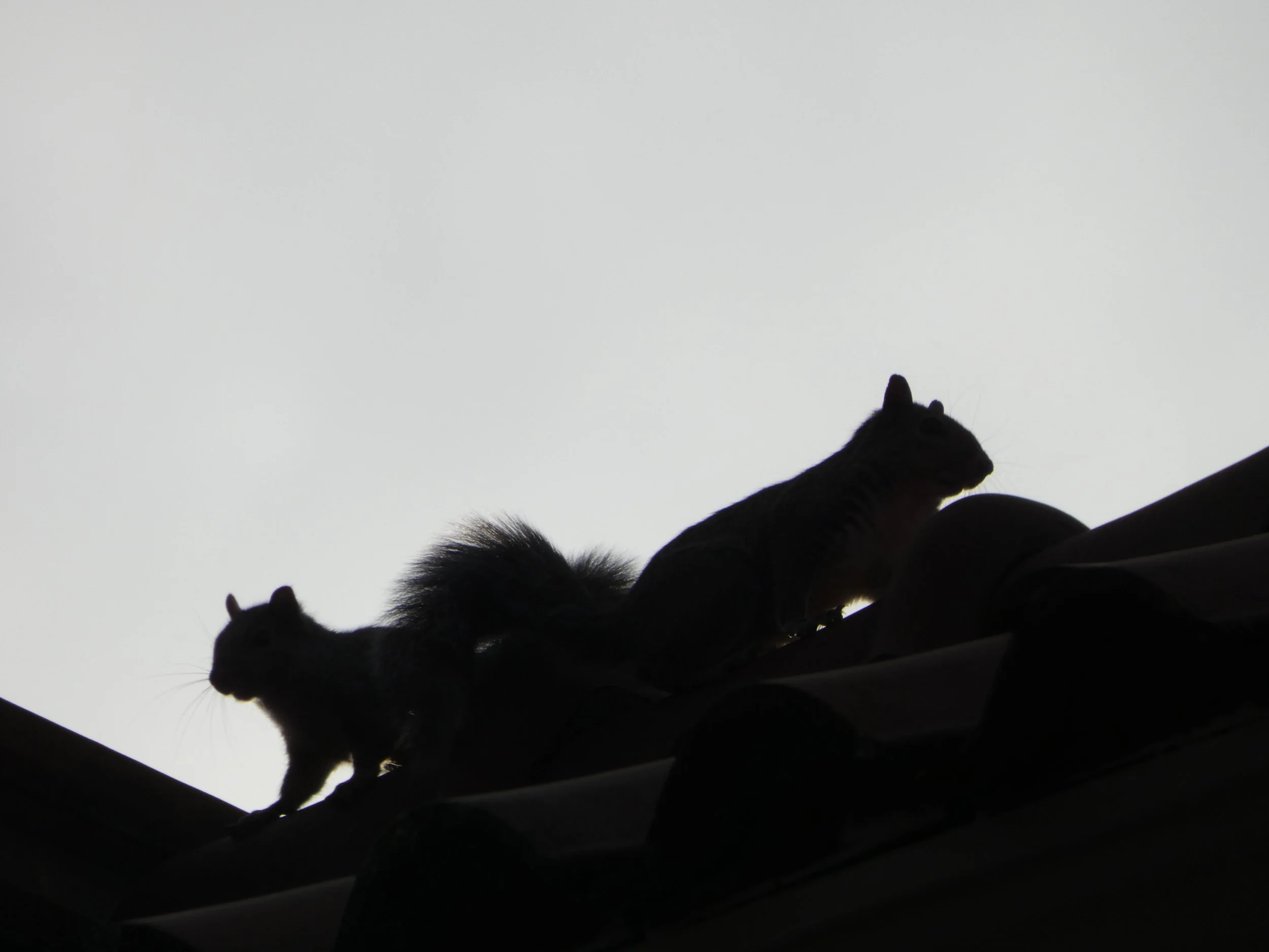 Squirrel Trapping &amp; Exclusion: Understanding the Huntsman Wildlife Process