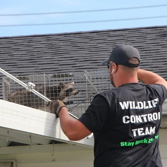 How Does Huntsman Wildlife Remove Raccoons From Your Home?