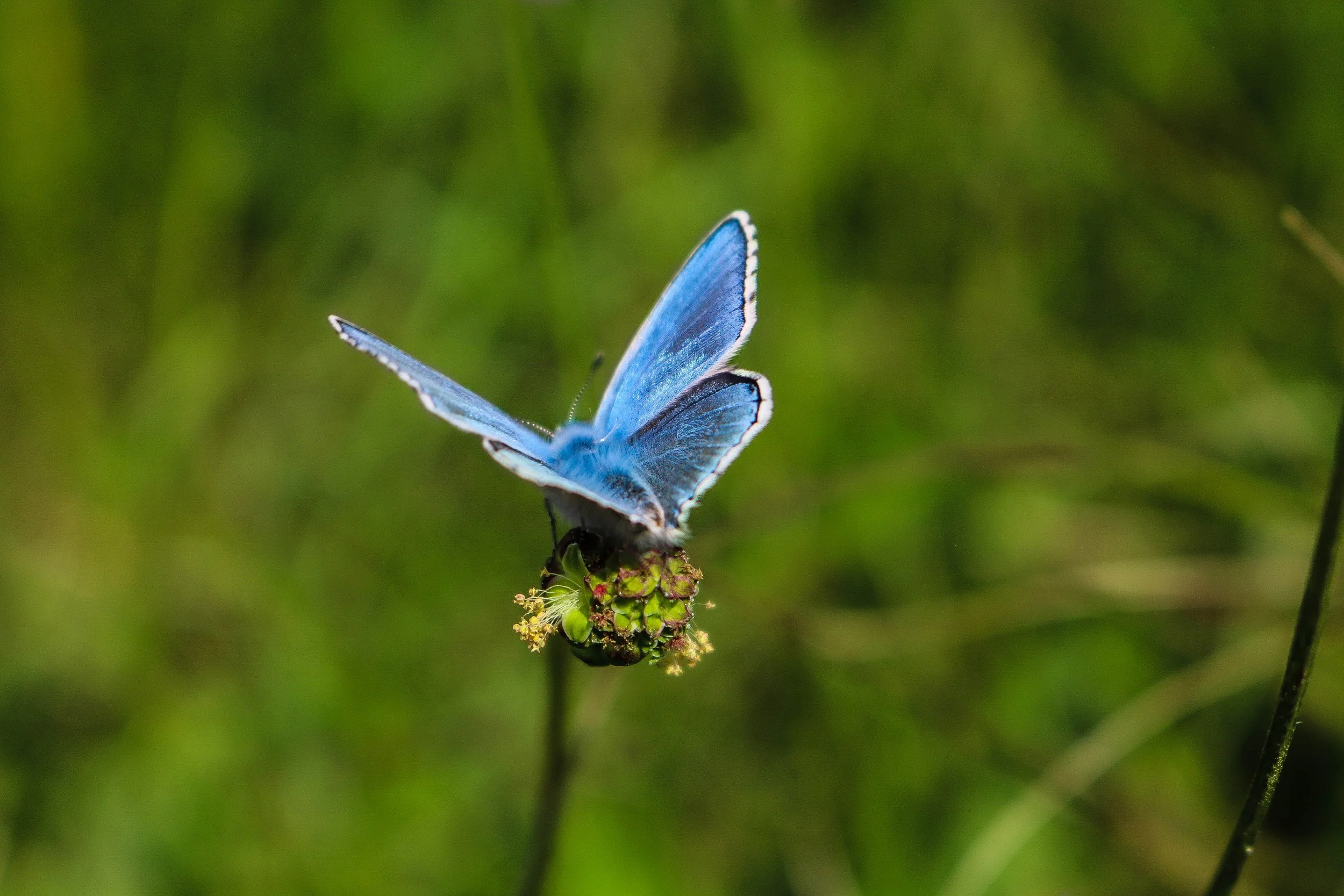 The Landscape Photographers Diary - The Little Blue Butterfly