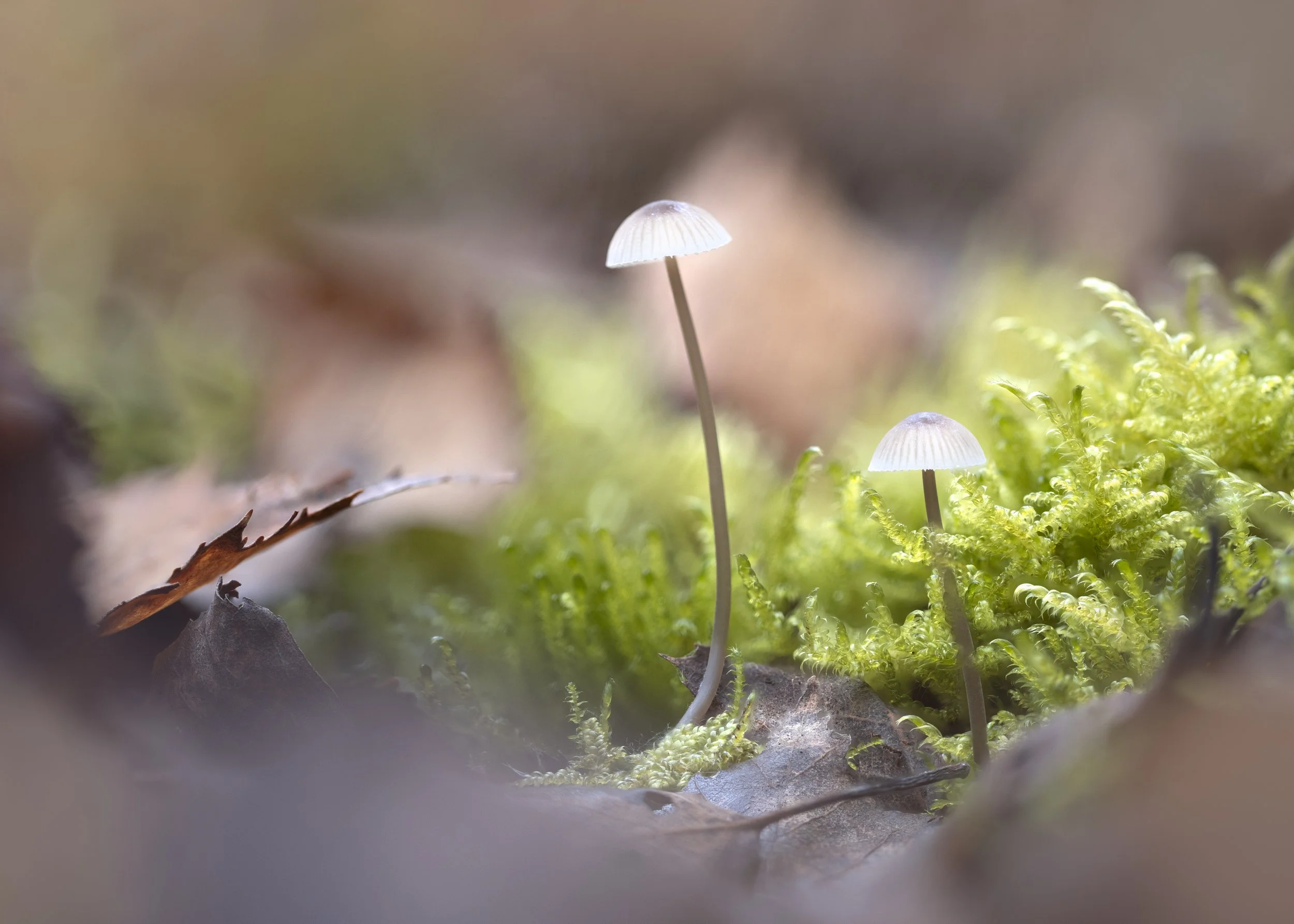 2024-11-03 09-34-01 (B,R8,S3)-Edit-Edit.jpg