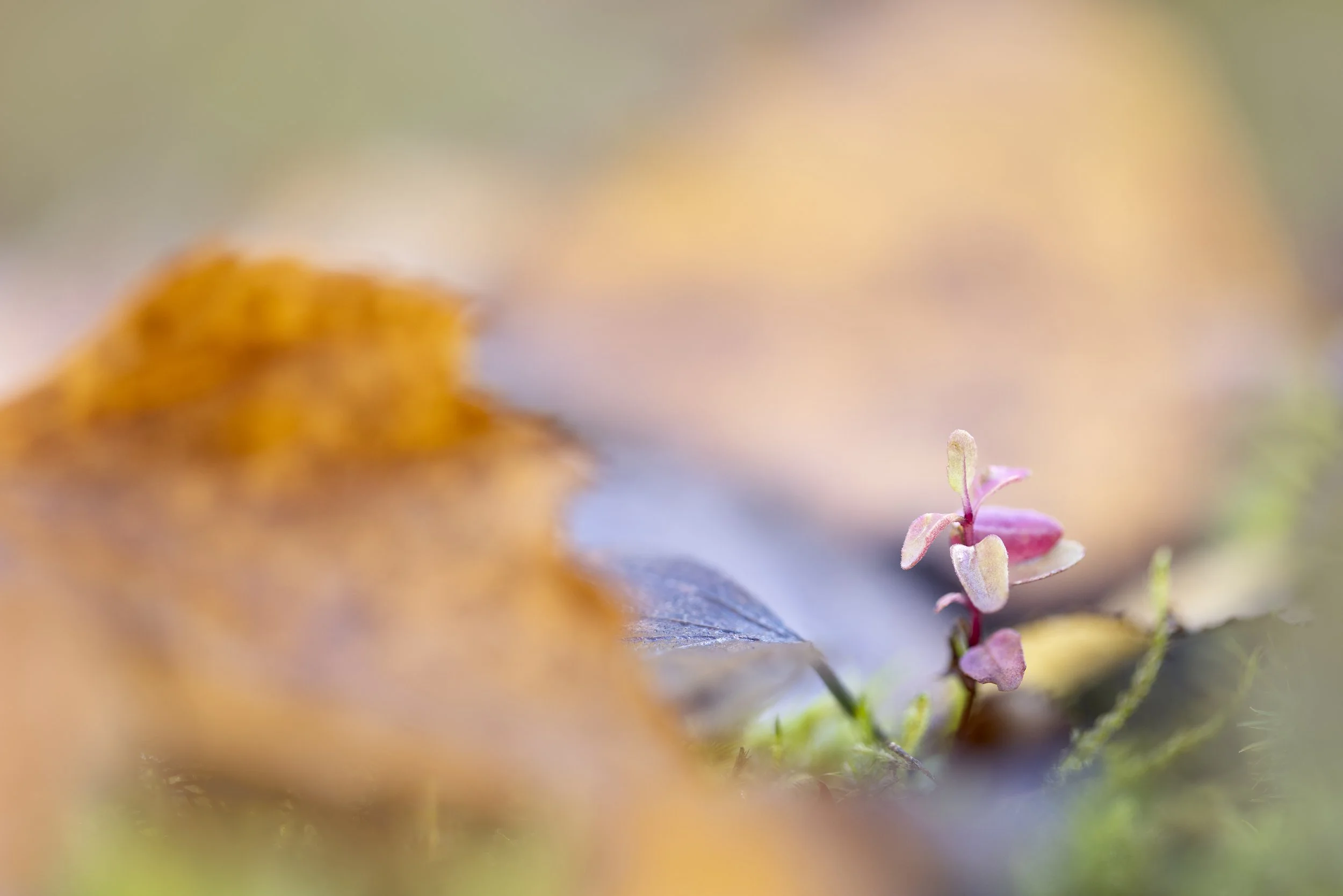 2024-11-03 07-33-14 (B,R7,S2)-Edit.jpg