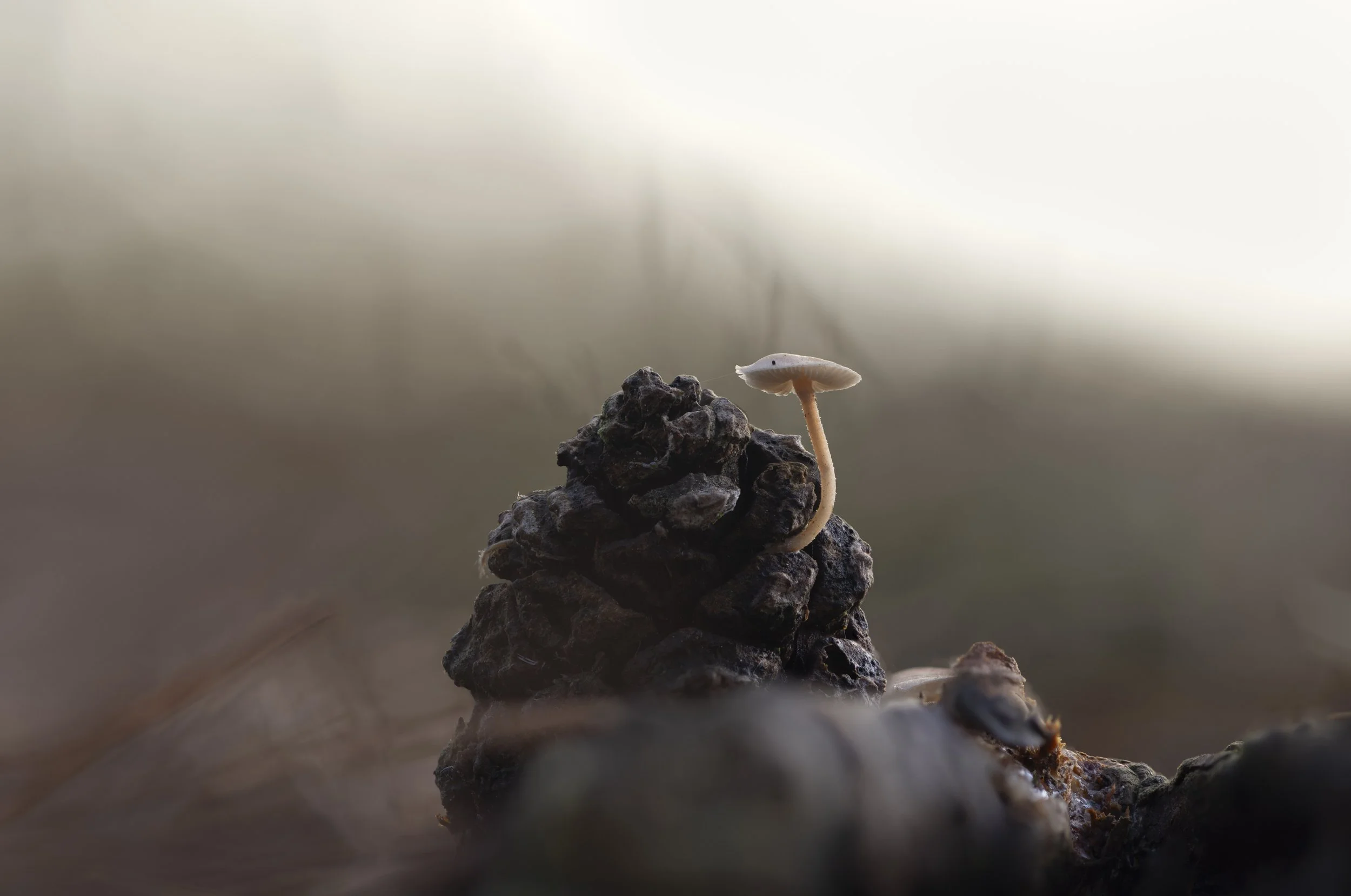 2024-12-06 06-31-10 (B,R8,S2)-Edit.jpg