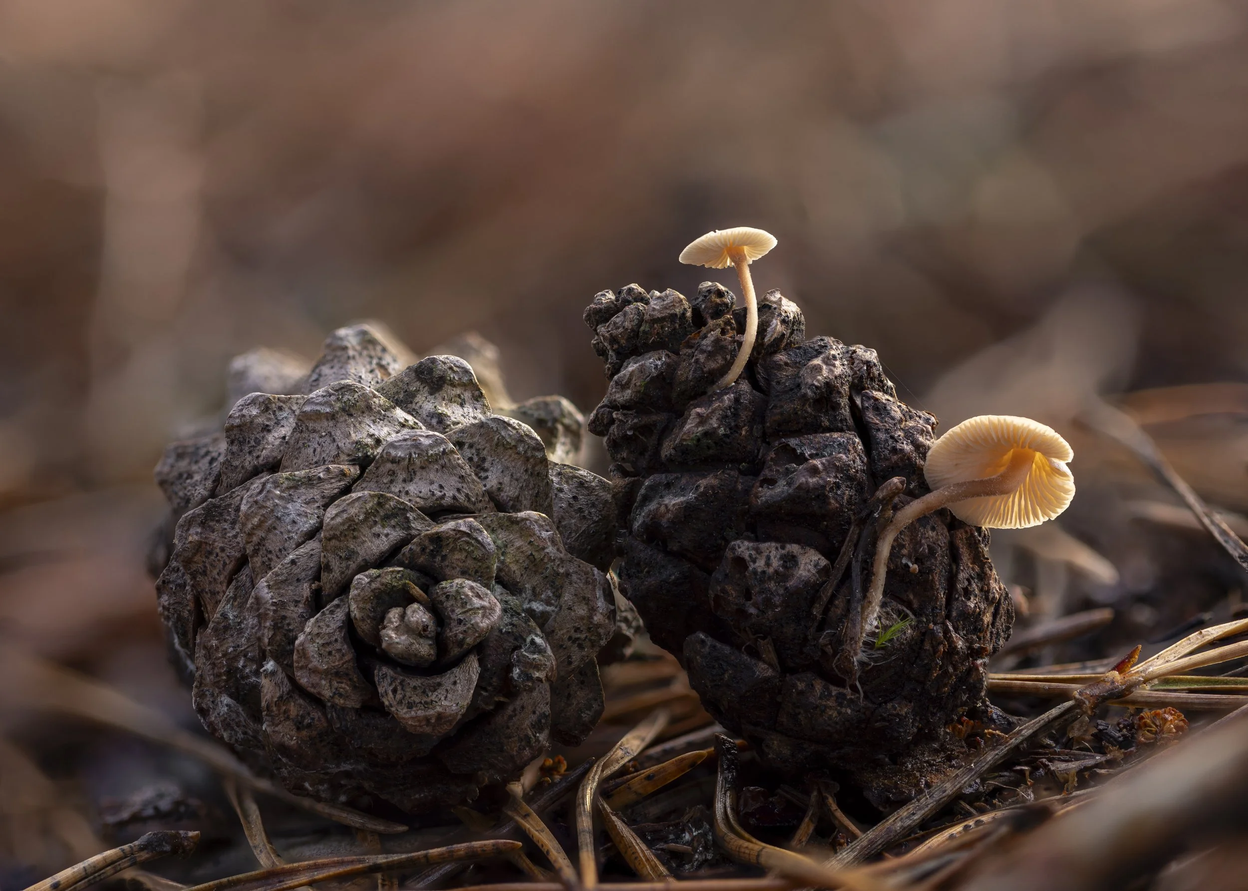 2024-12-05 20-18-02 (B,R8,S2)-Edit-Edit.jpg