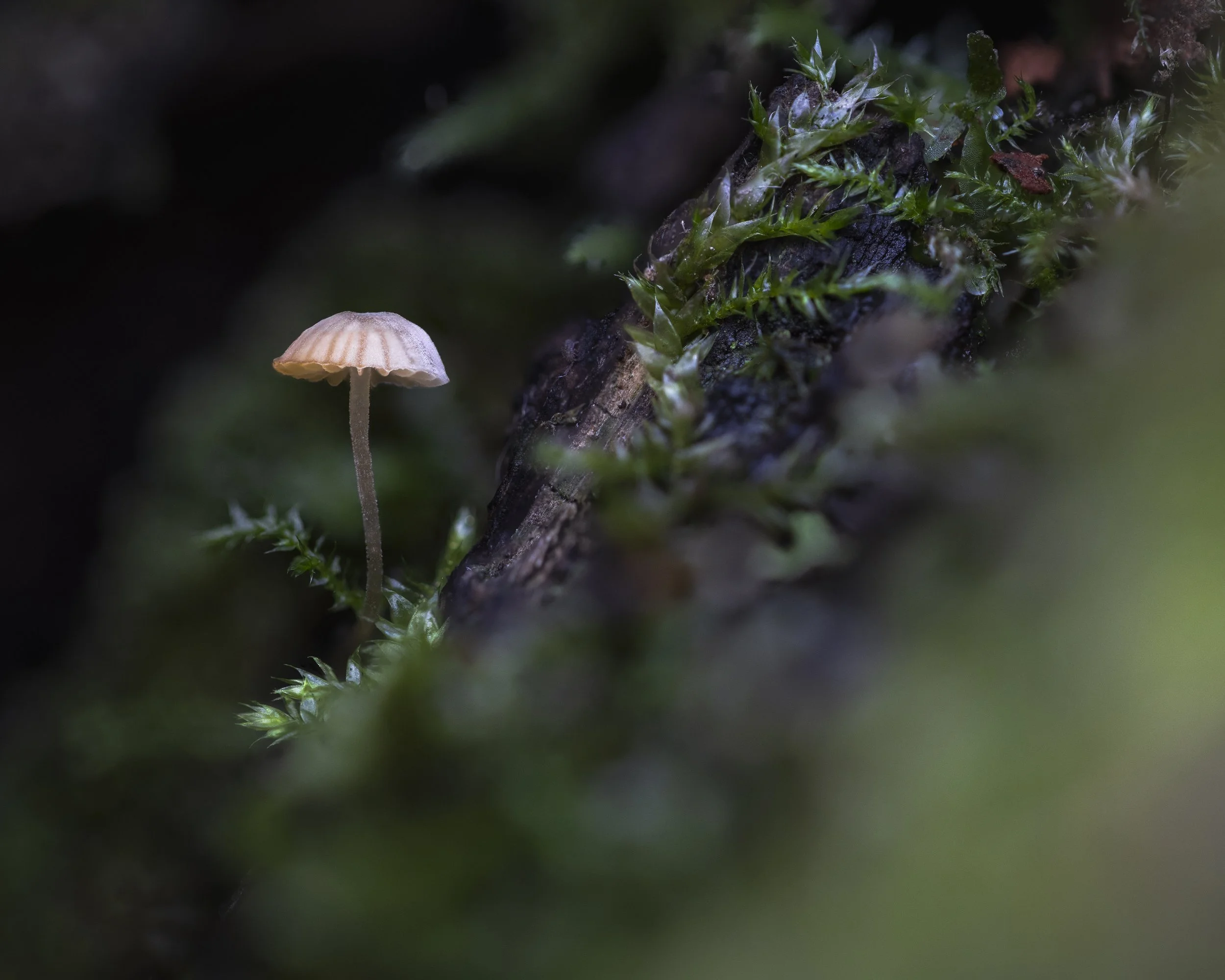 2024-11-03 21-56-31 (B,R8,S2)-Edit.jpg