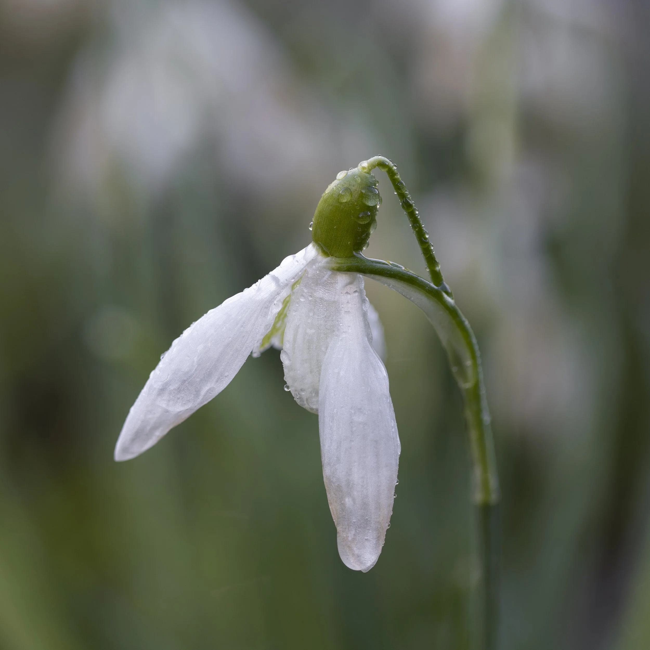 Youtube Video Release - Early Spring Photography