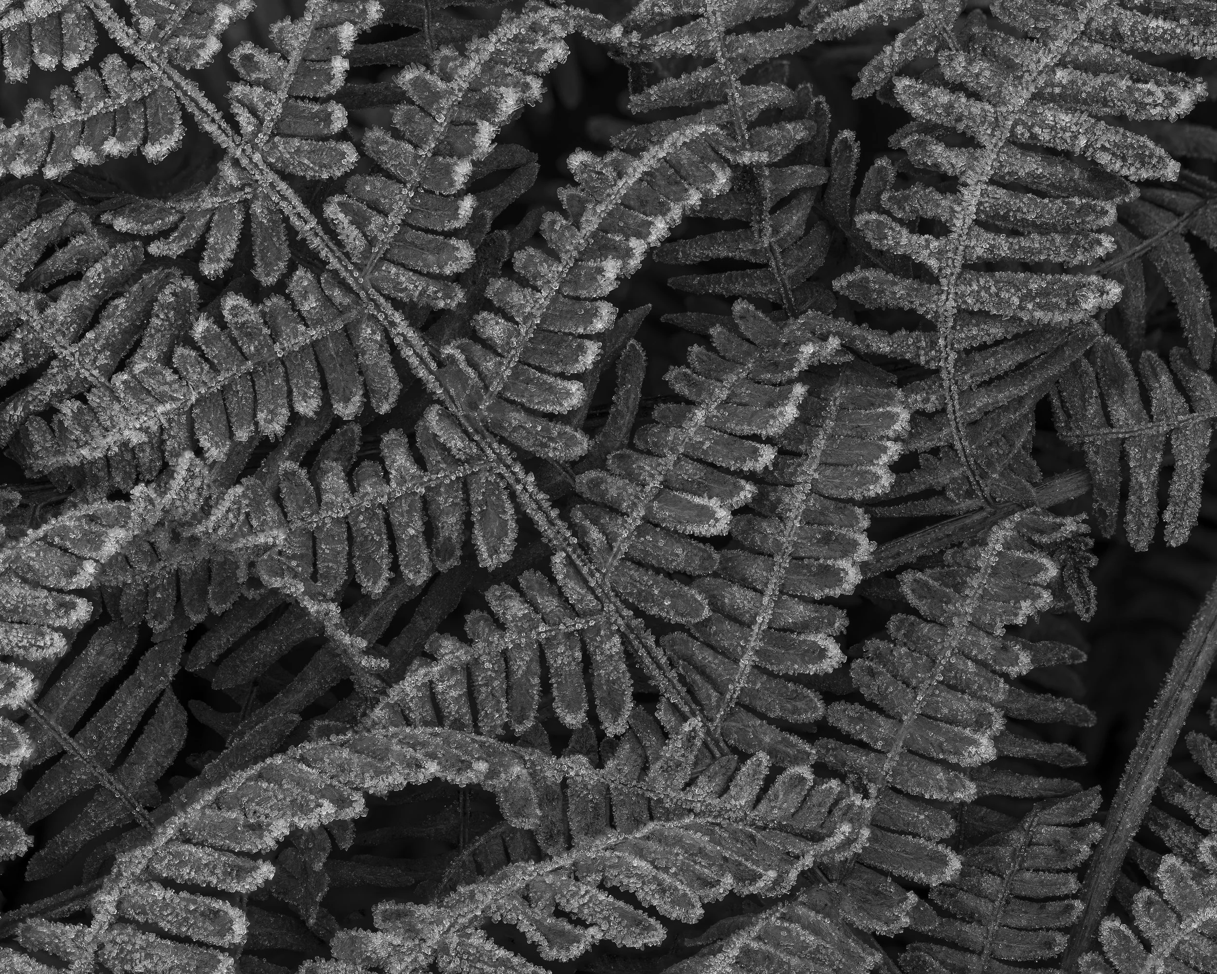 2024-12-05 10-06-56 (B,R8,S2).jpg