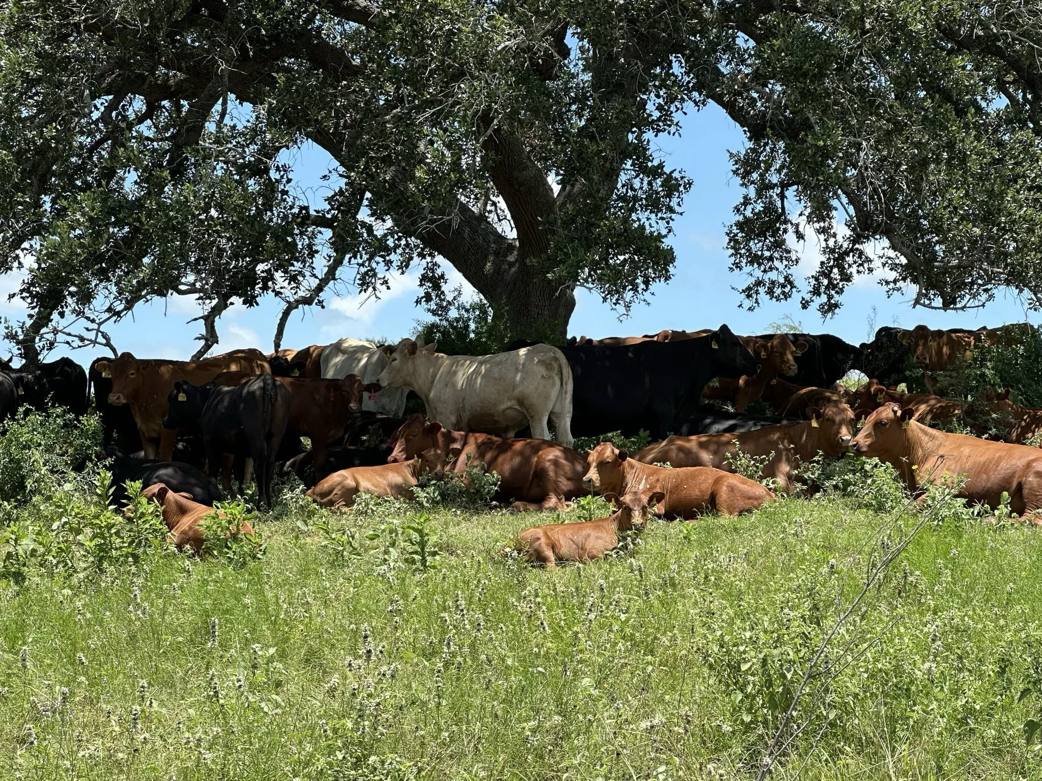 Farm Happenings-the South Texas Version