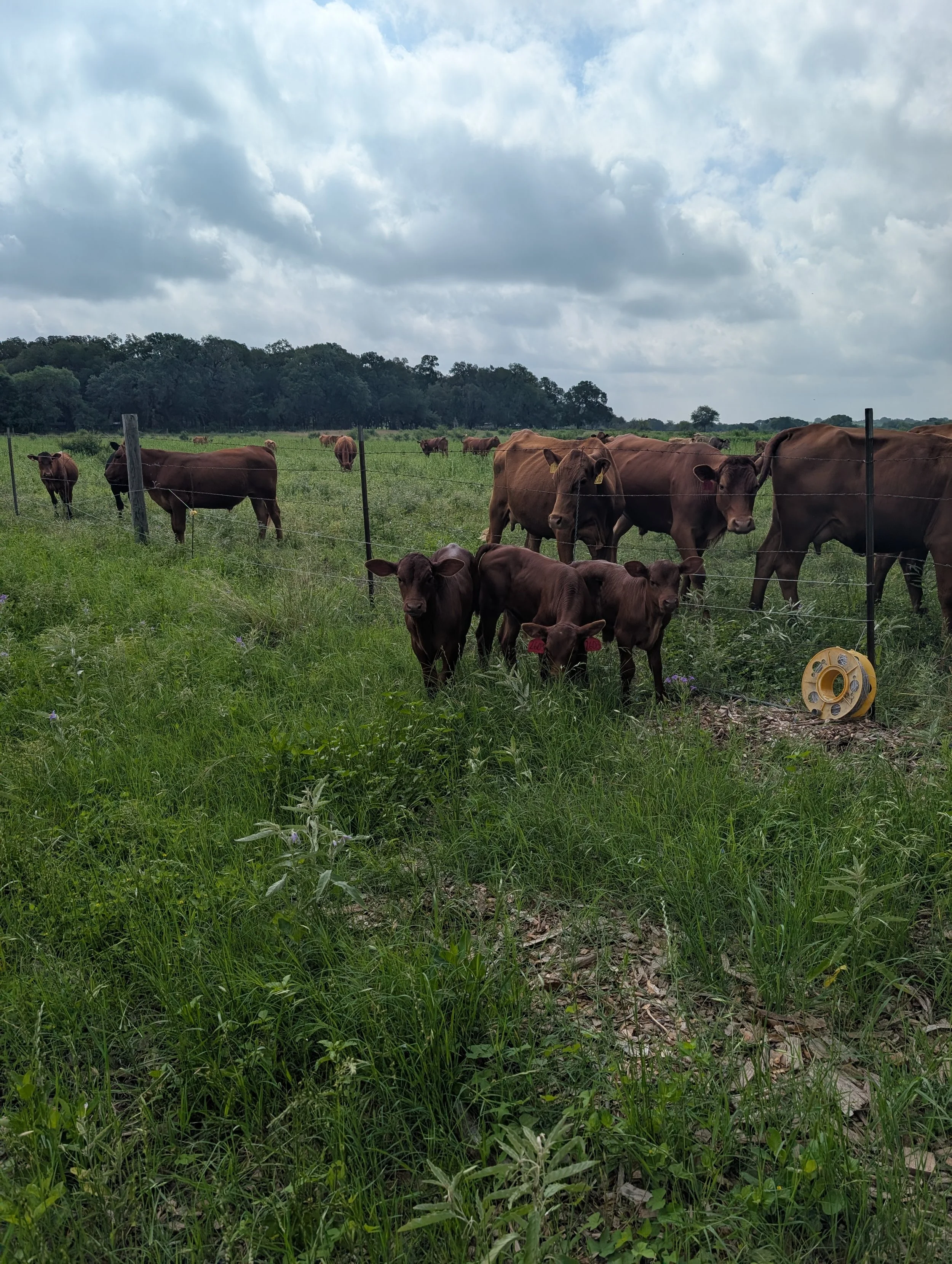 Why is beef so expensive?