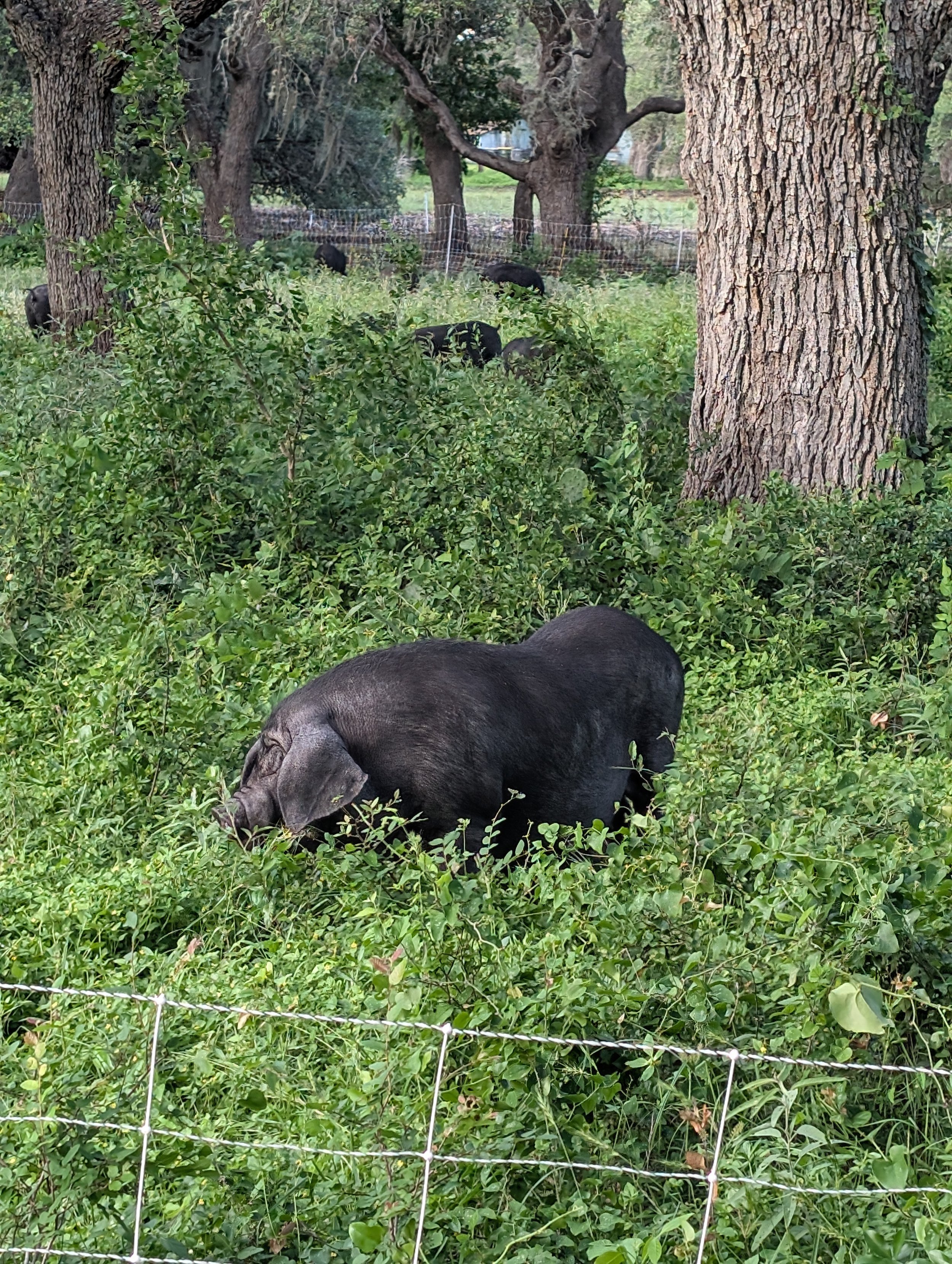 Heat Index of 117*....how do the animals handle that?