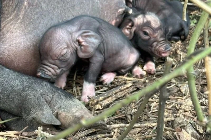 Happy 4th of July from Behind the Oaks Farm