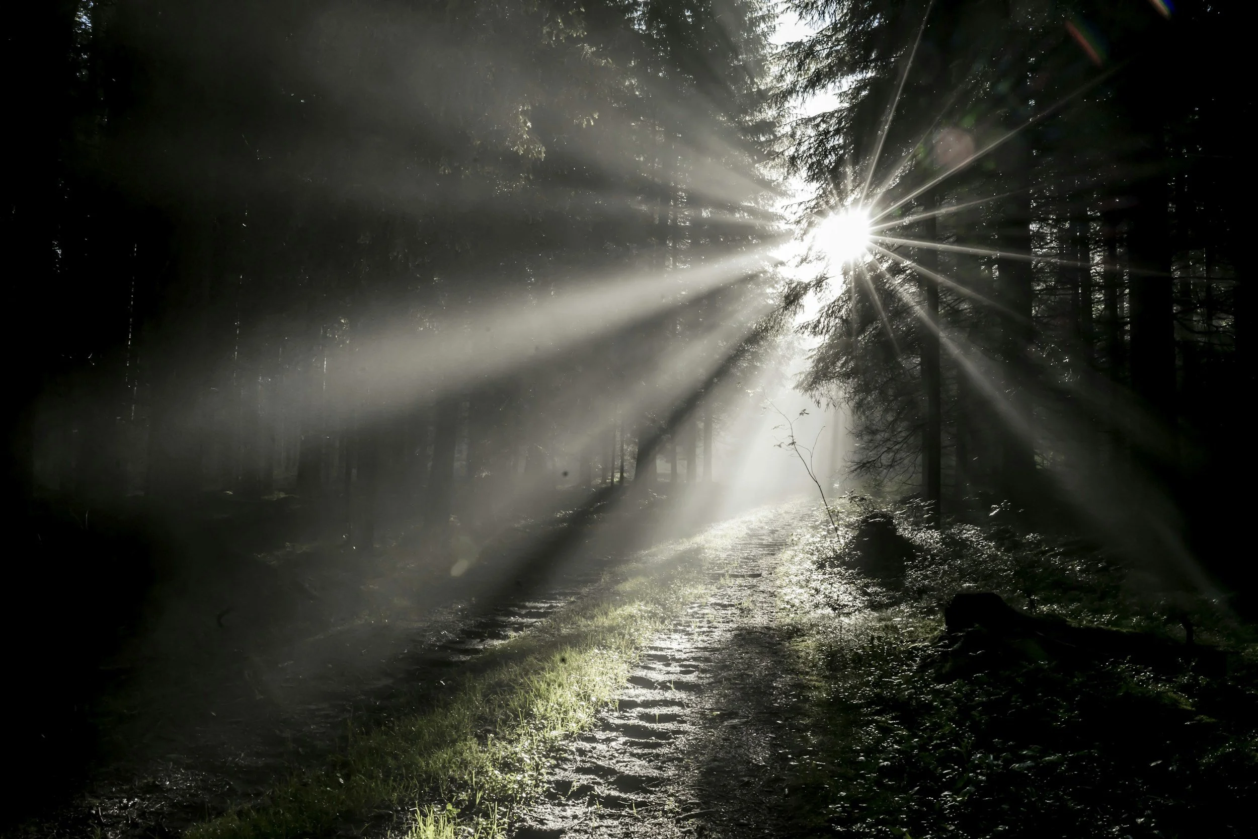 Light shining through the woods - Helen Moss therapy