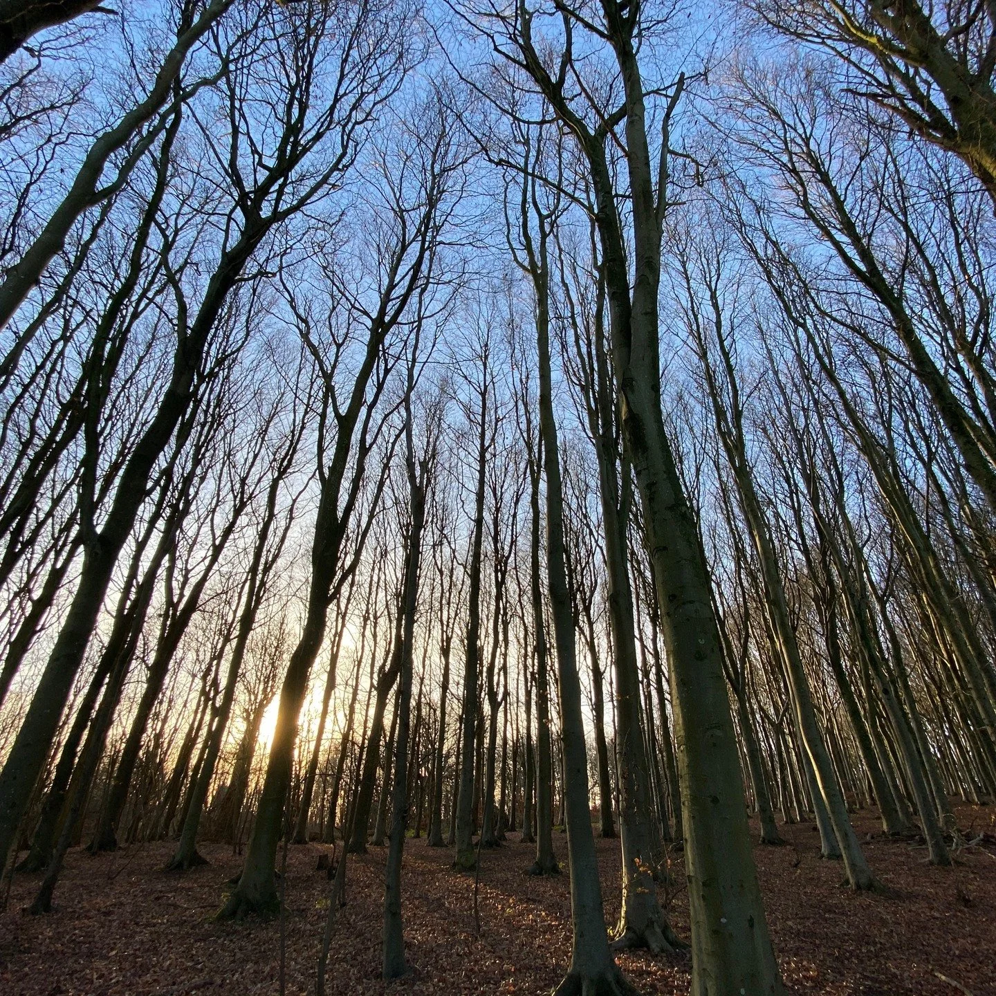 I am using Substack to explore and share more Seasonal Living wisdom. Here is a piece of writing I just shared on there. 

Winter is the magic of hard.

Energies spent battling her long night feel wasted.

If we fight her freeze and storm, try to pus