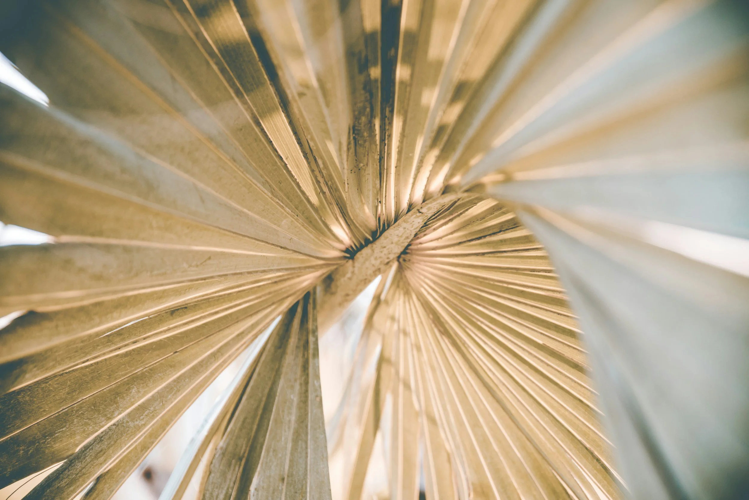 woven fan palm - Helen Moss Therapy
