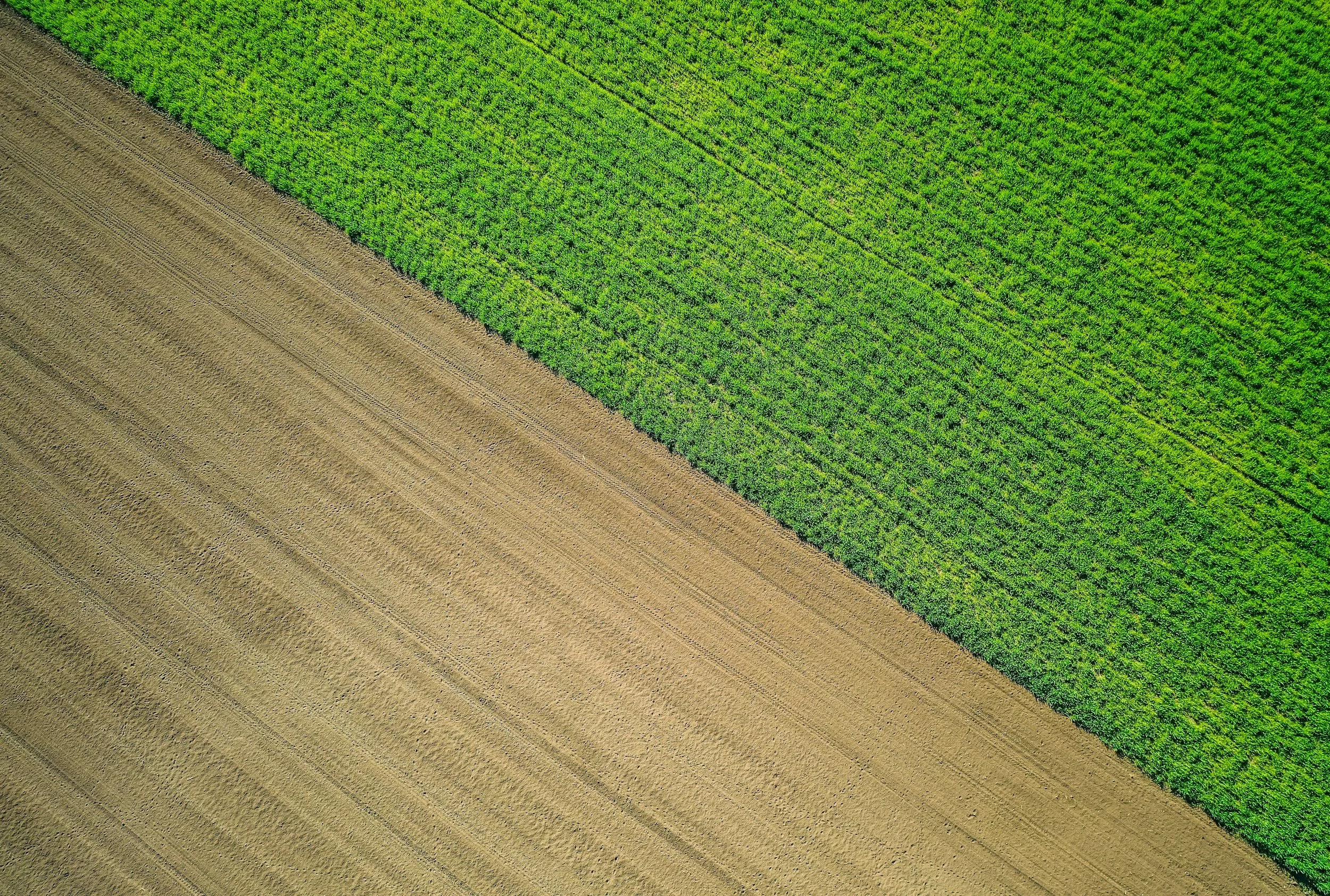 field - ploughed and not